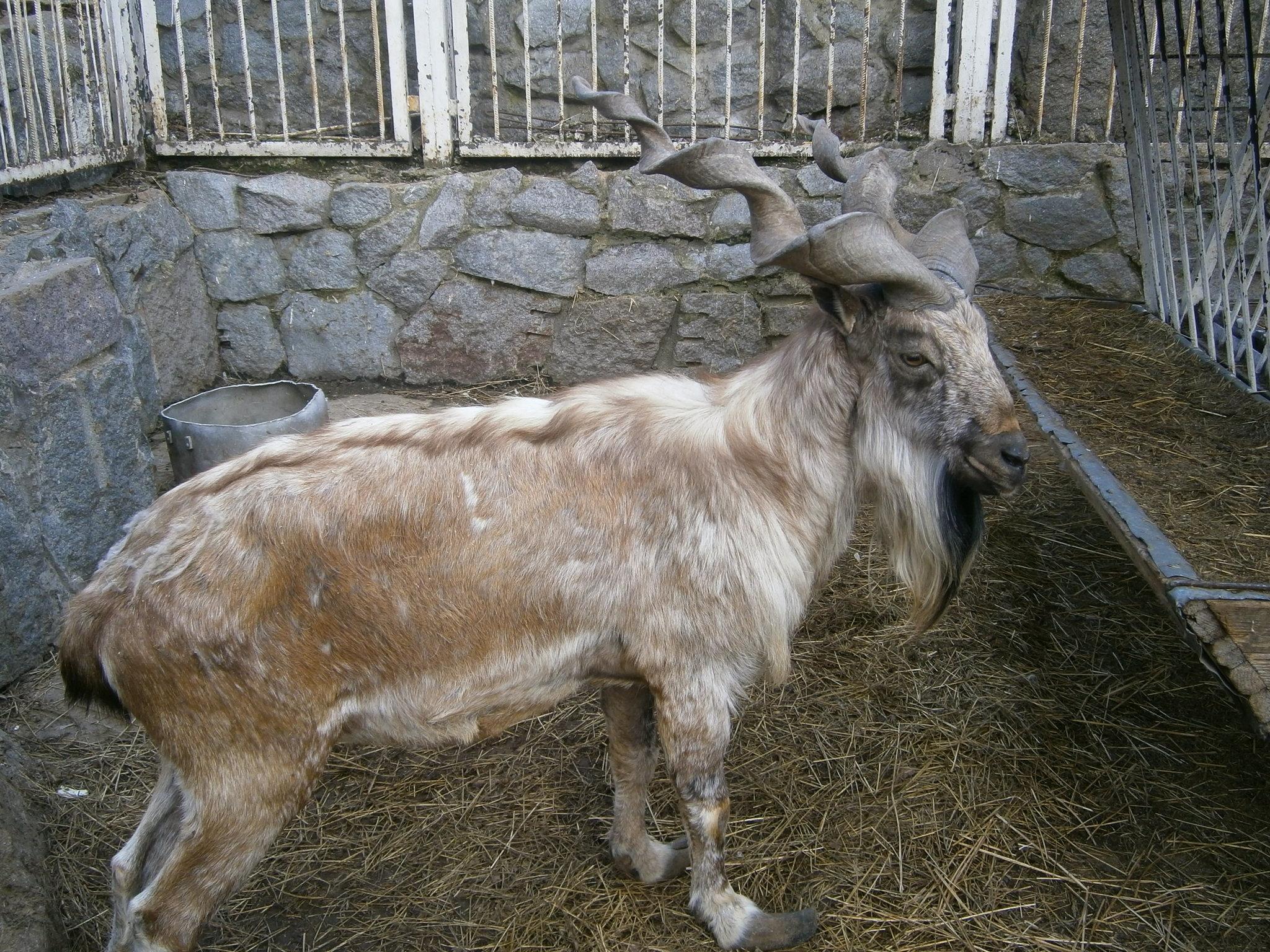 marjor