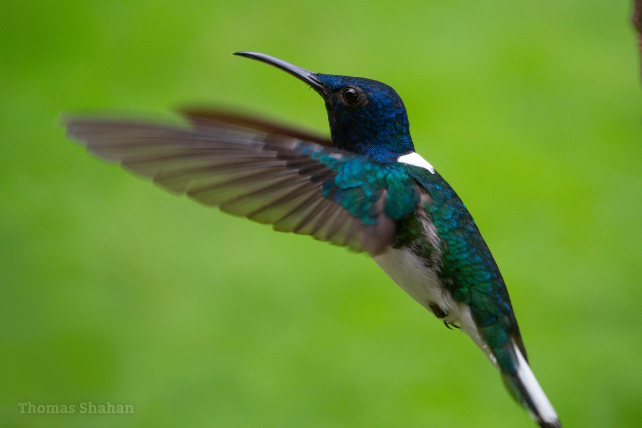 White-necked Jacobin