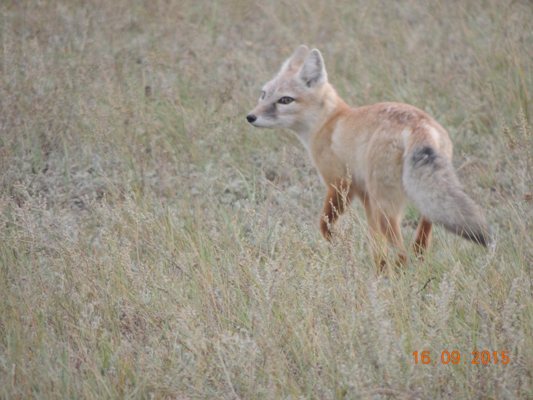 Corsac Fox