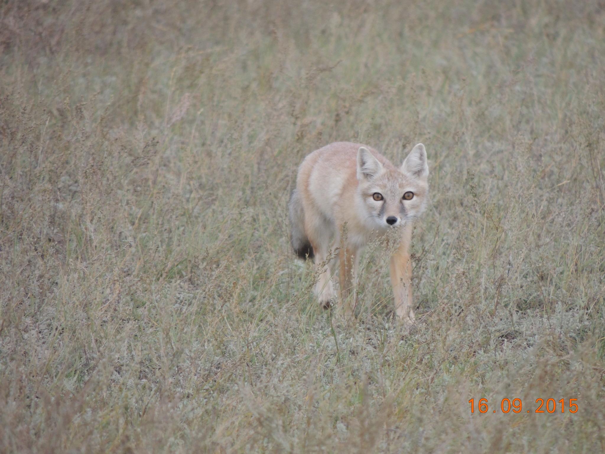 Corsac Fox