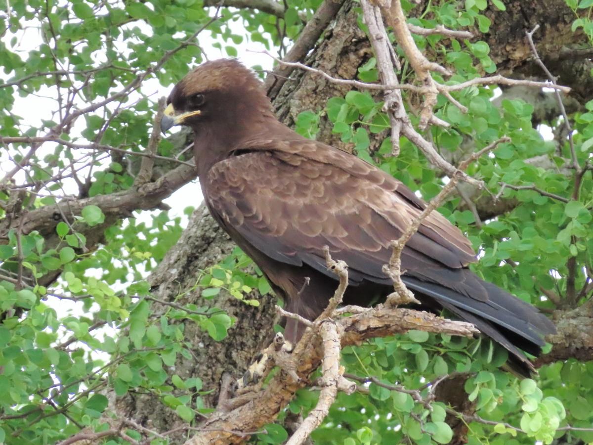 Águila de Wahlberg