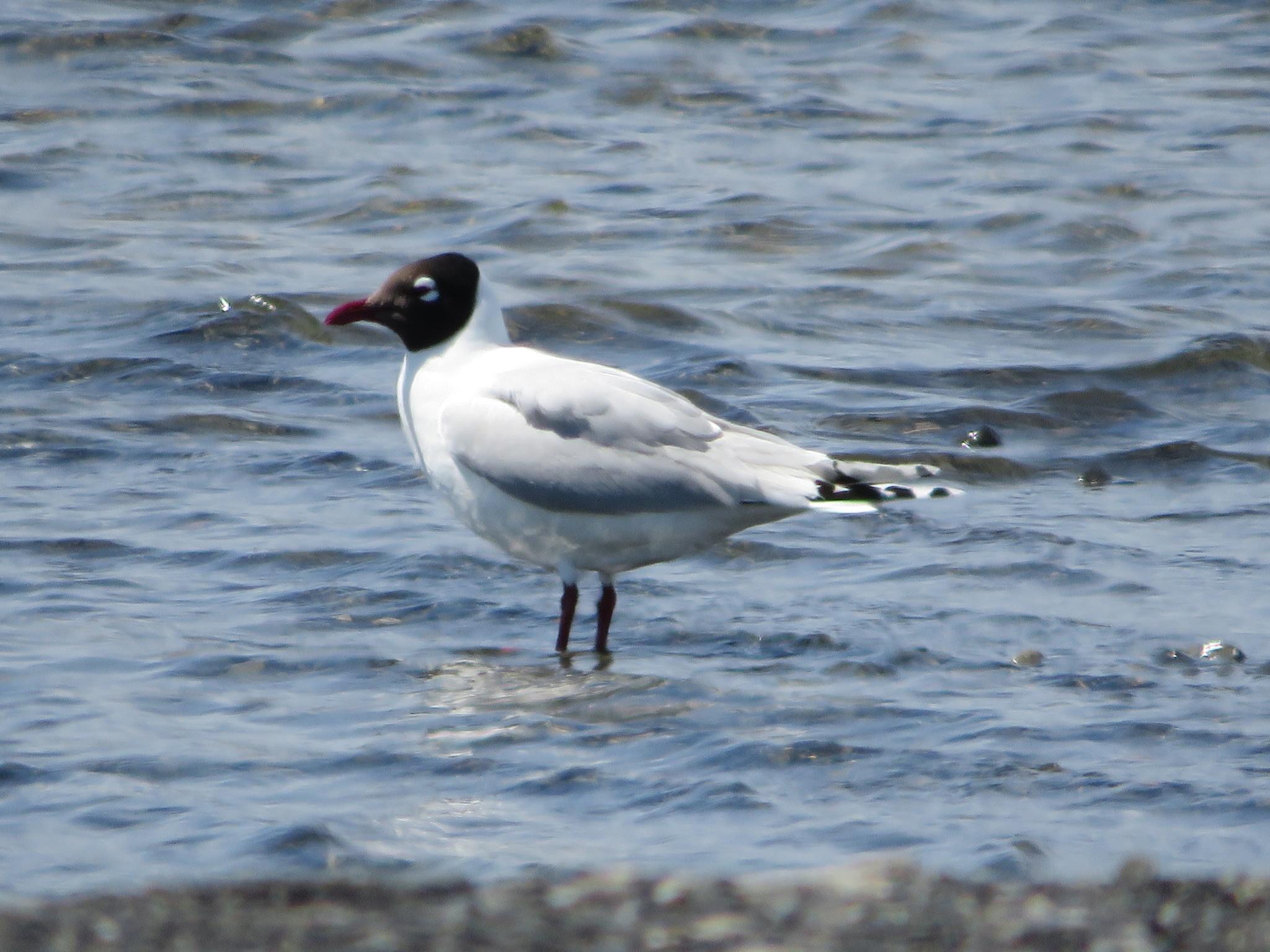 Gaviota Relicta