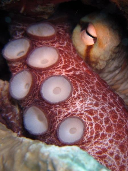 Brazilian Reef Octopus