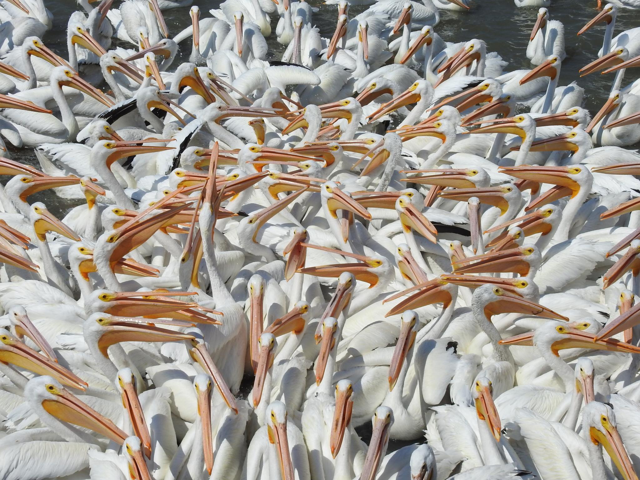 Pelícanos, garzas, ibis y parientes