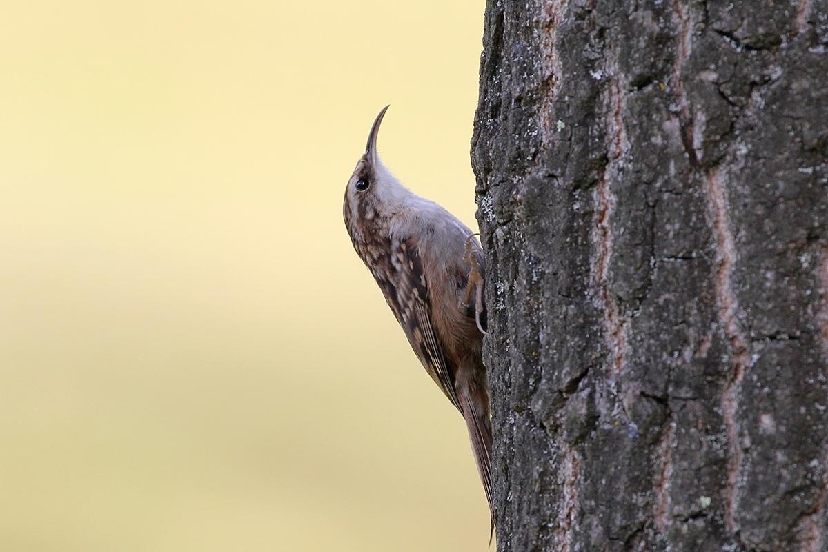 Short-toed Treecreeper