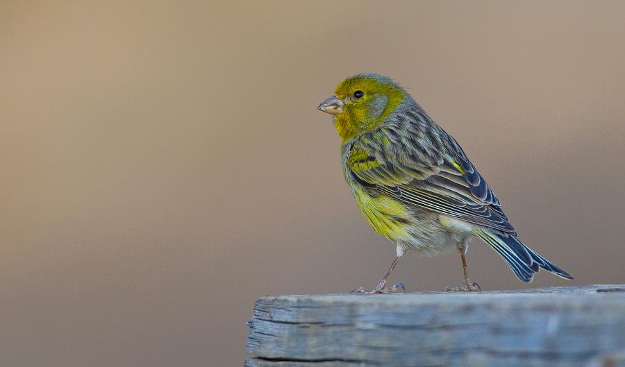Island Canary