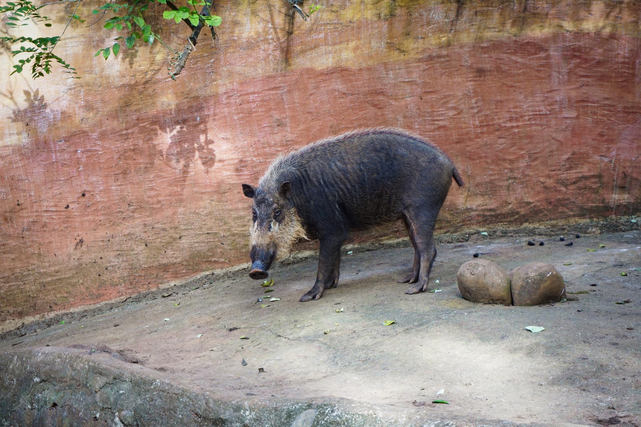 jabalí barbudo de Palawan