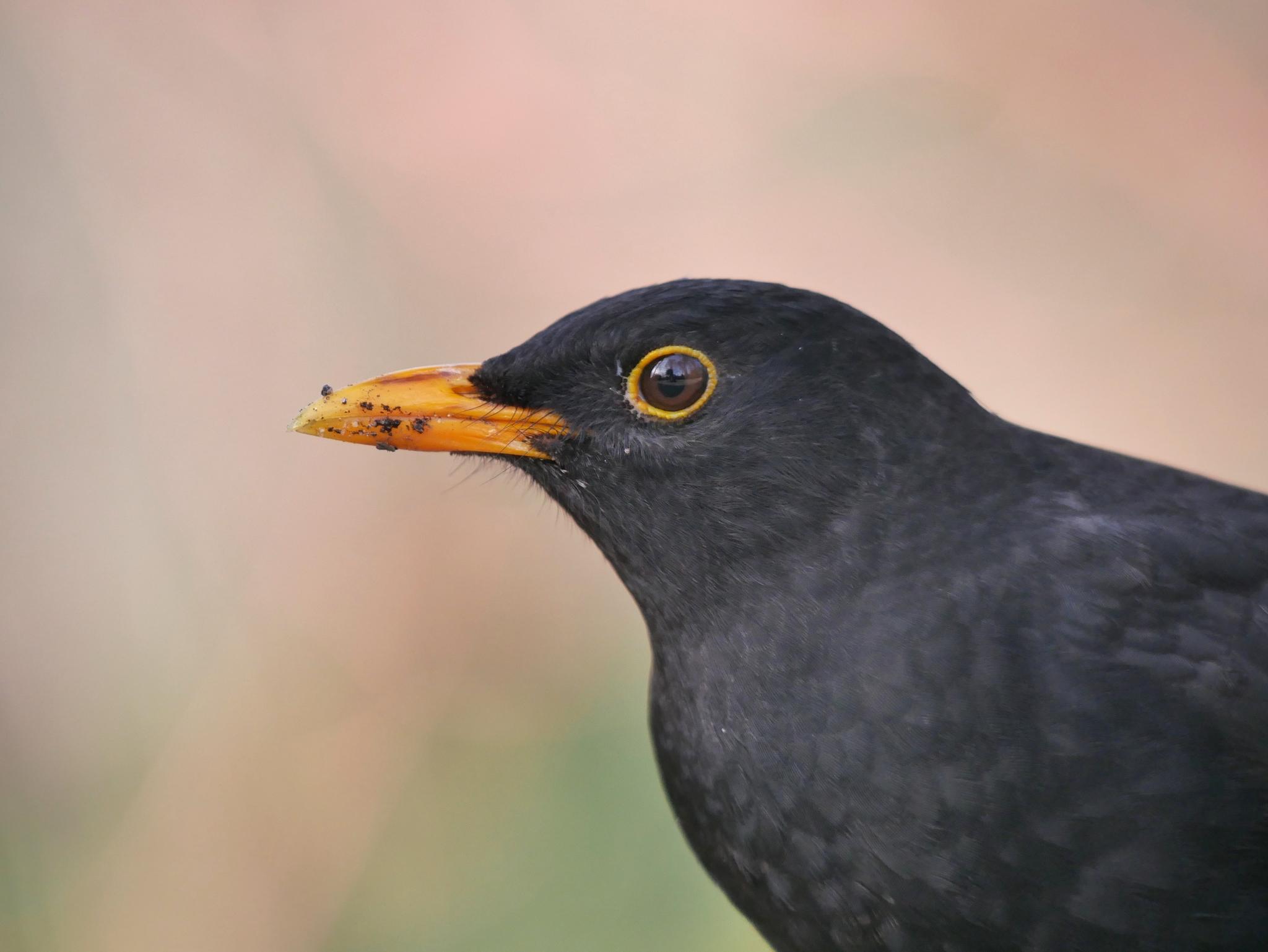 Eurasian Blackbird