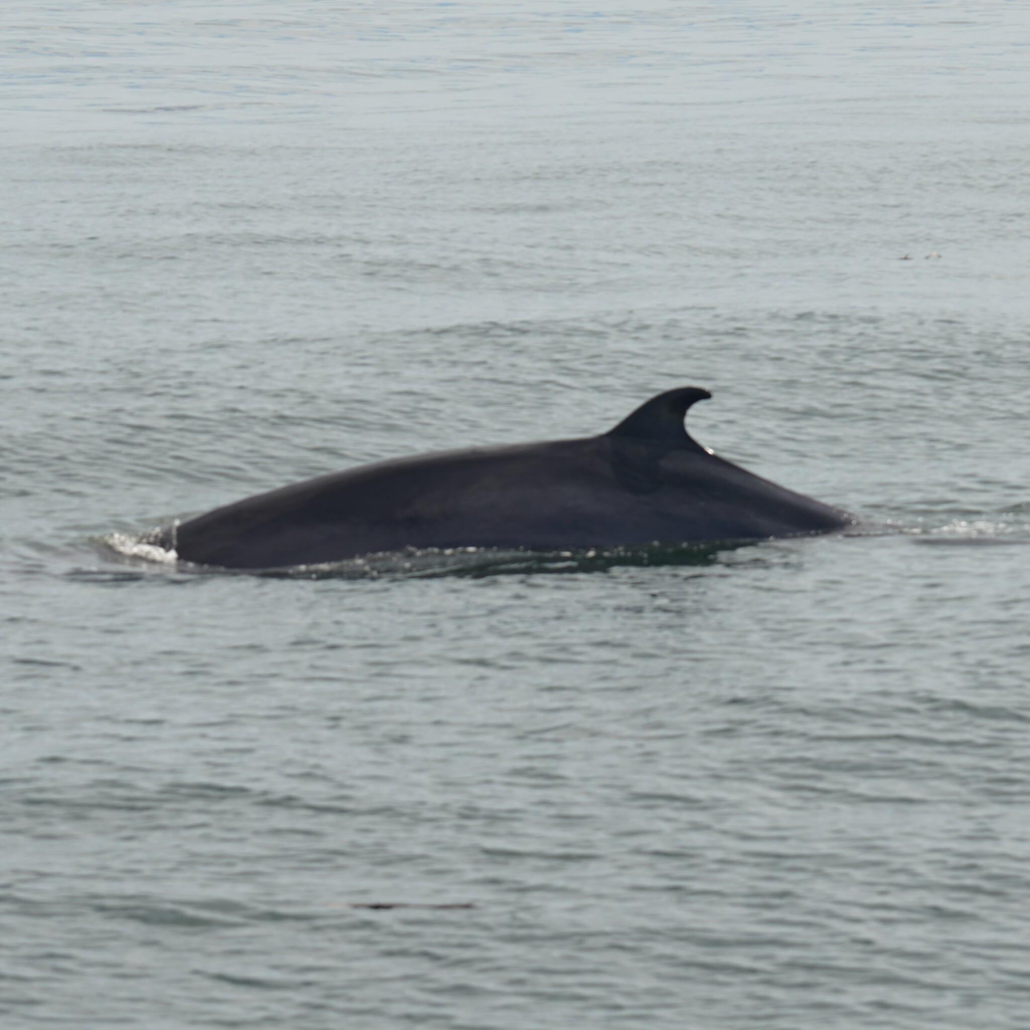 Ballena menor