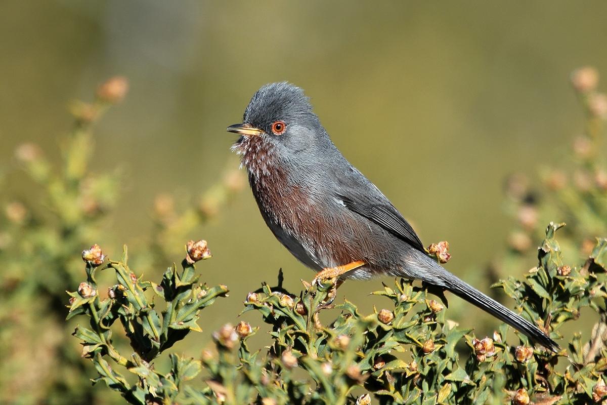 Dartford Warbler