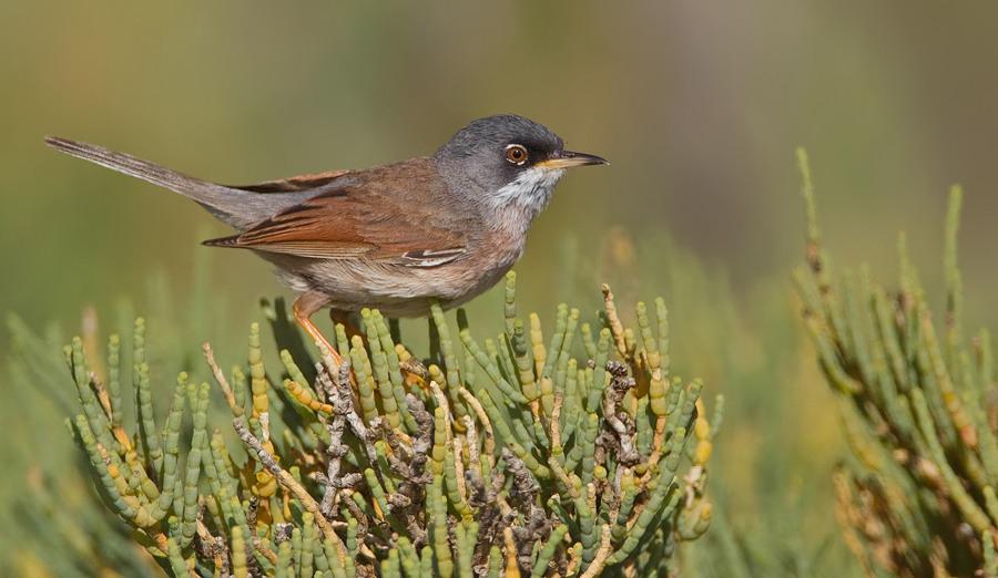 Spectacled Warbler