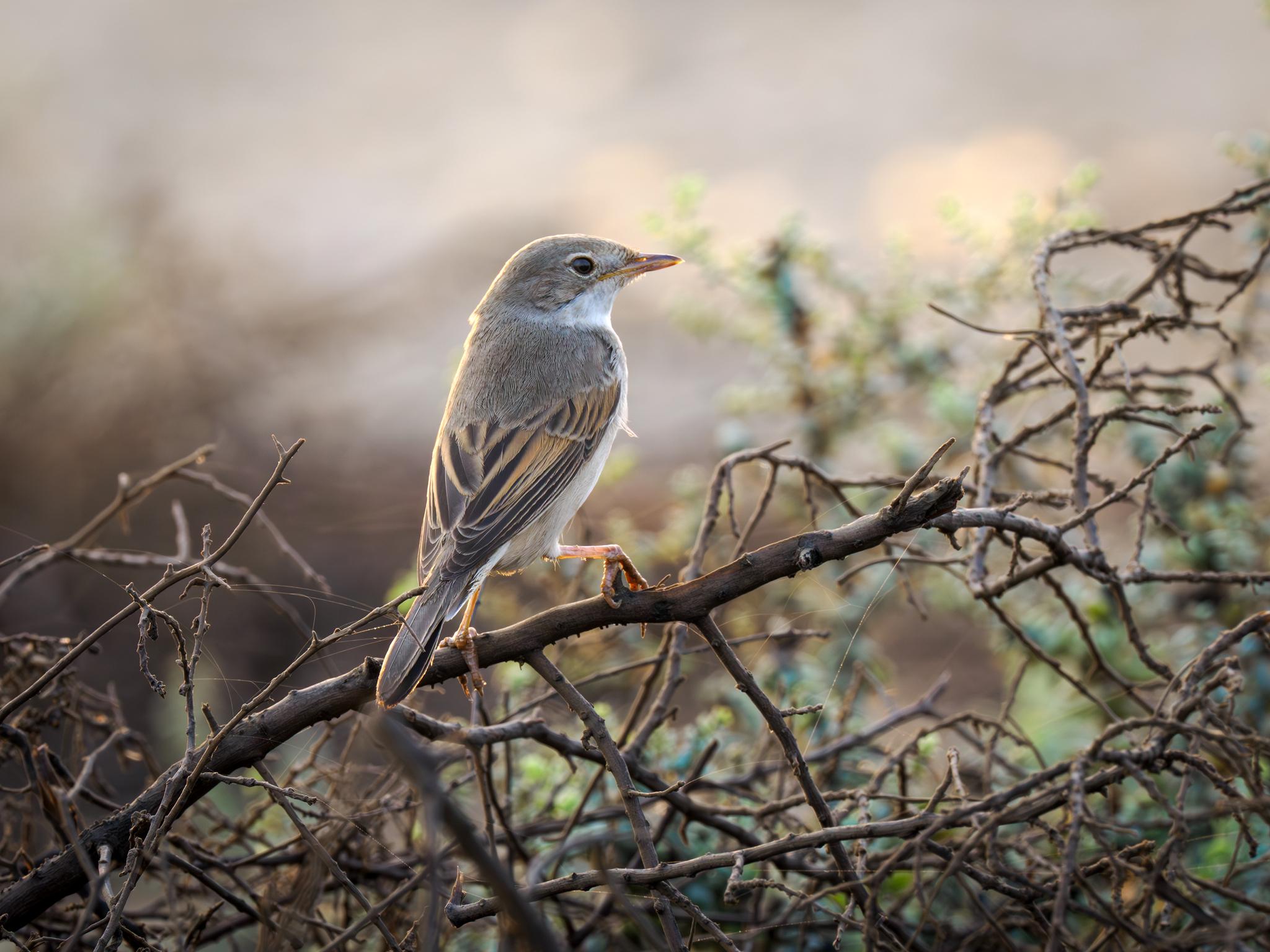 Greater Whitethroat