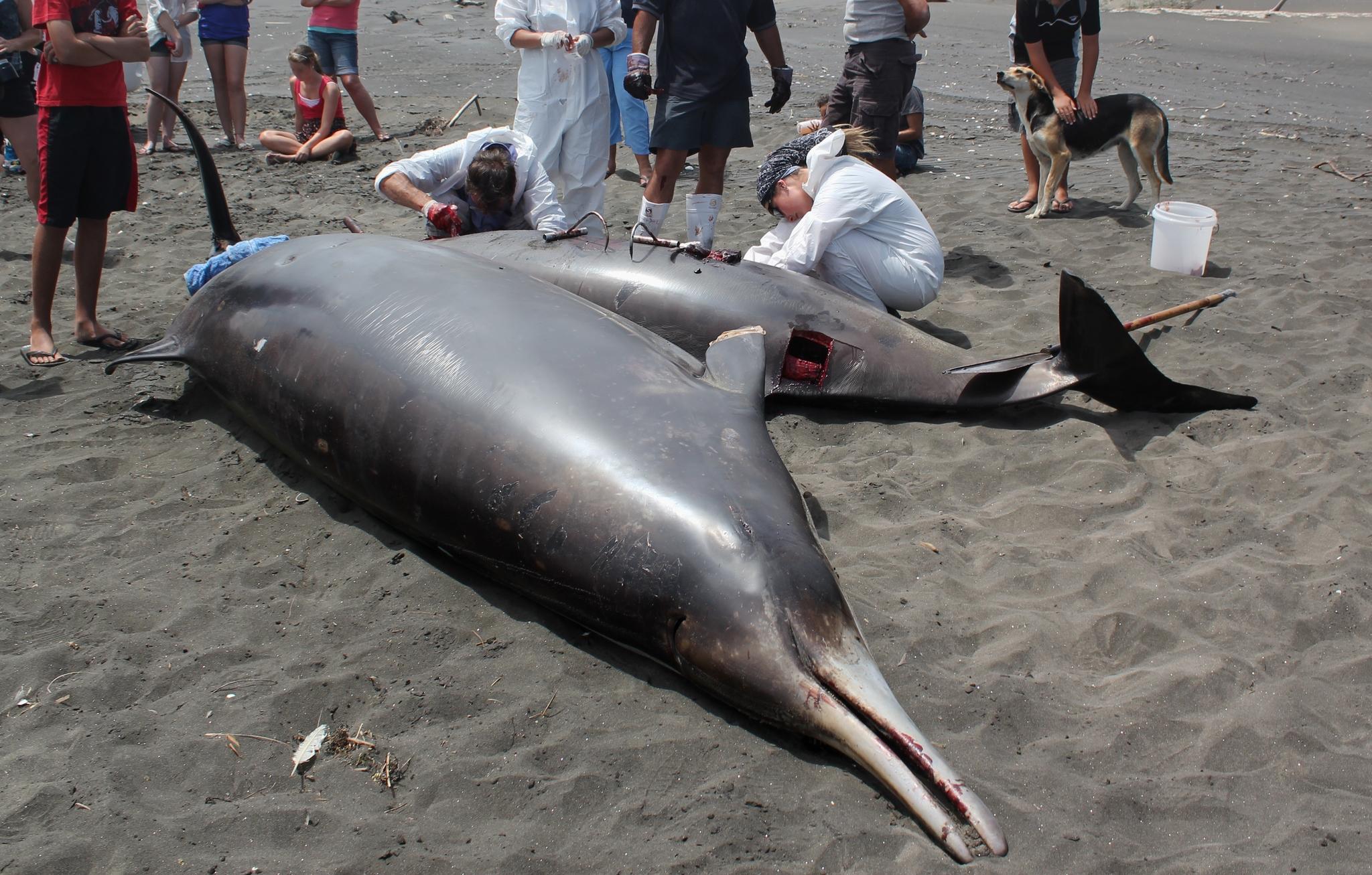 Ballena De Pico De Gray