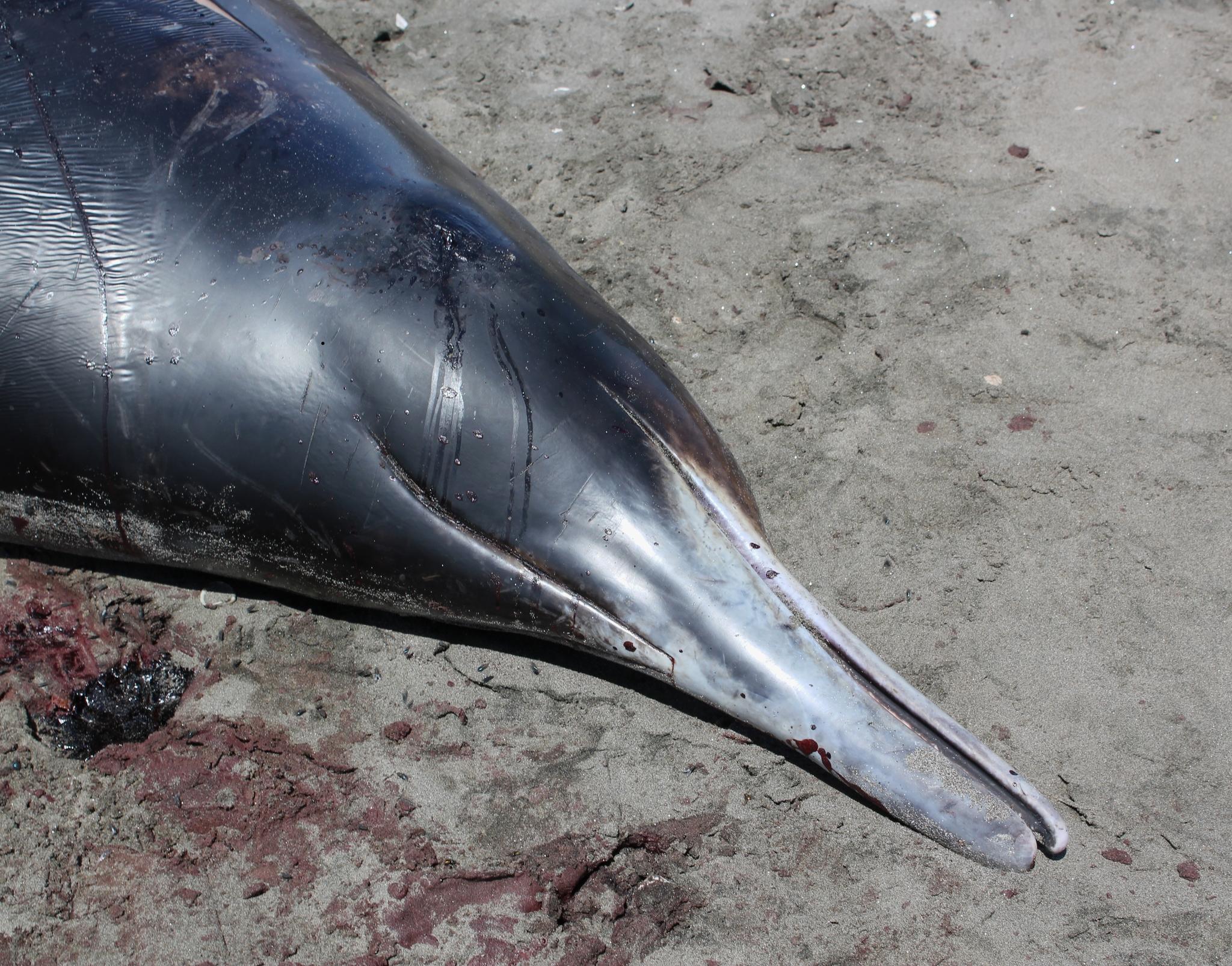 Ballena De Pico De Gray