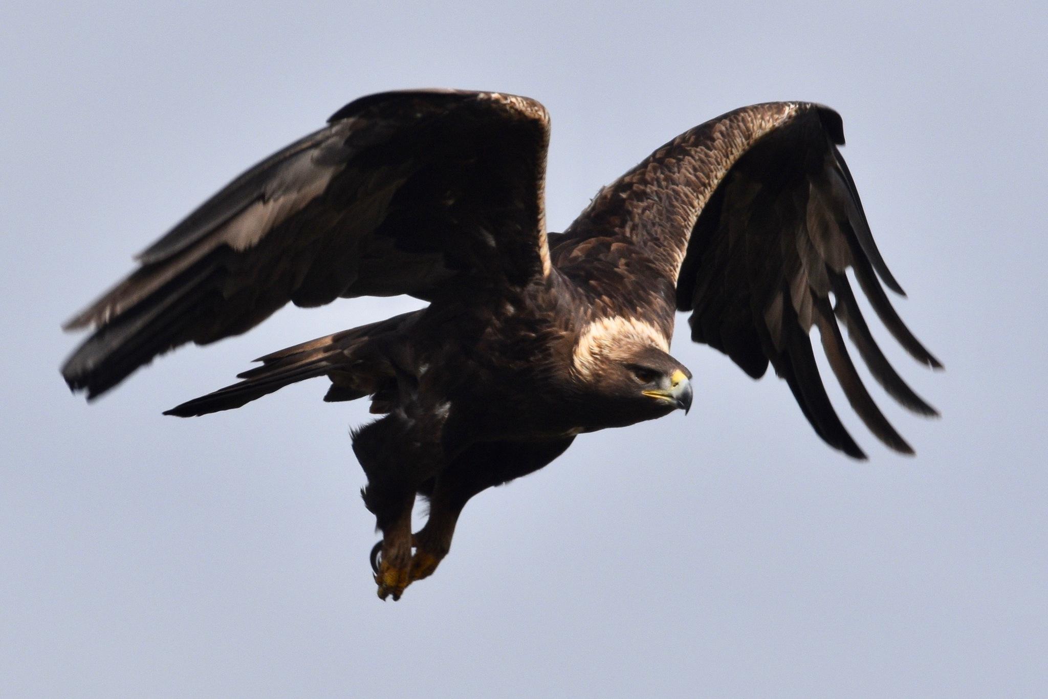 Águila real