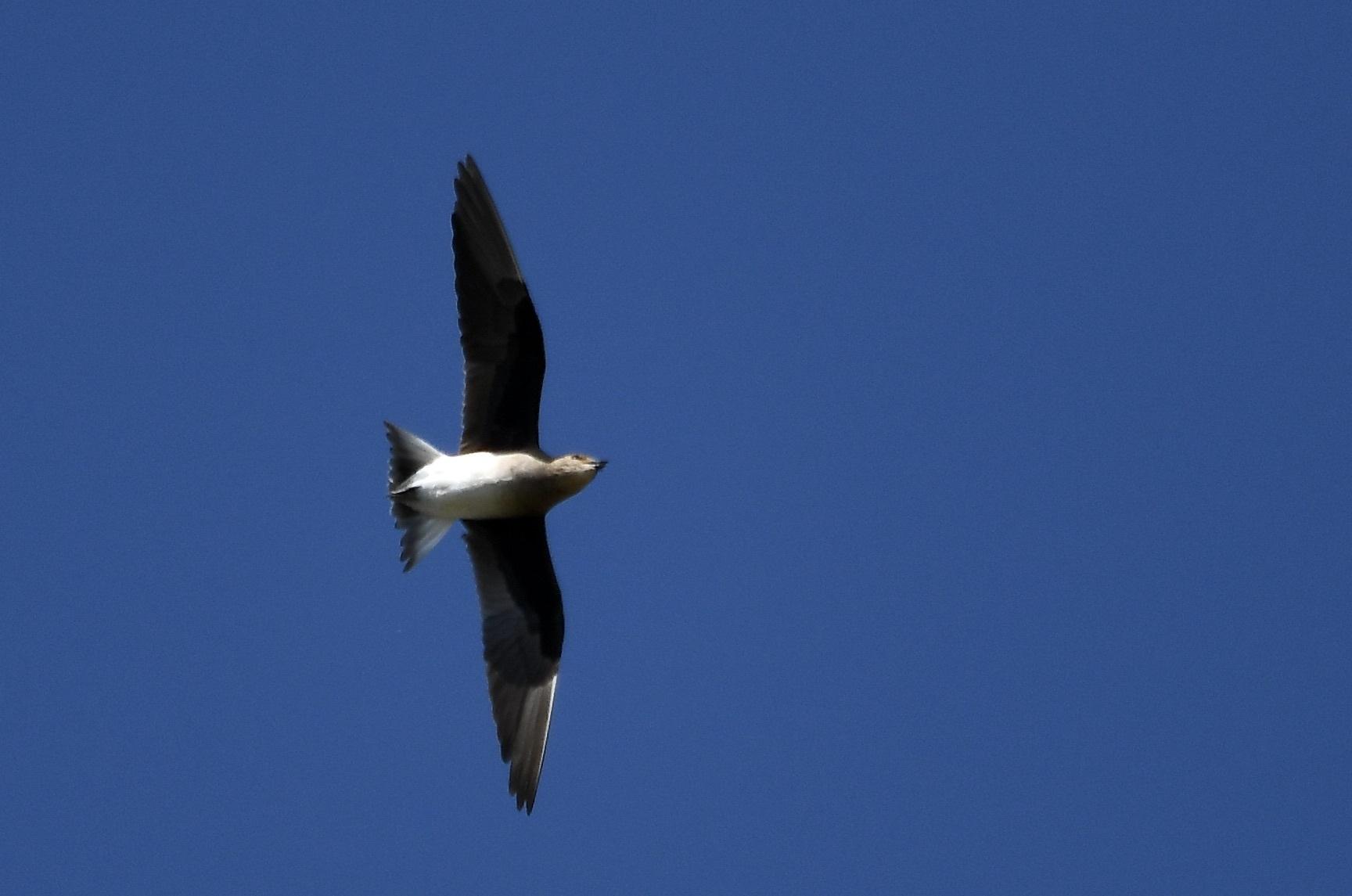 Canastera Alinegra