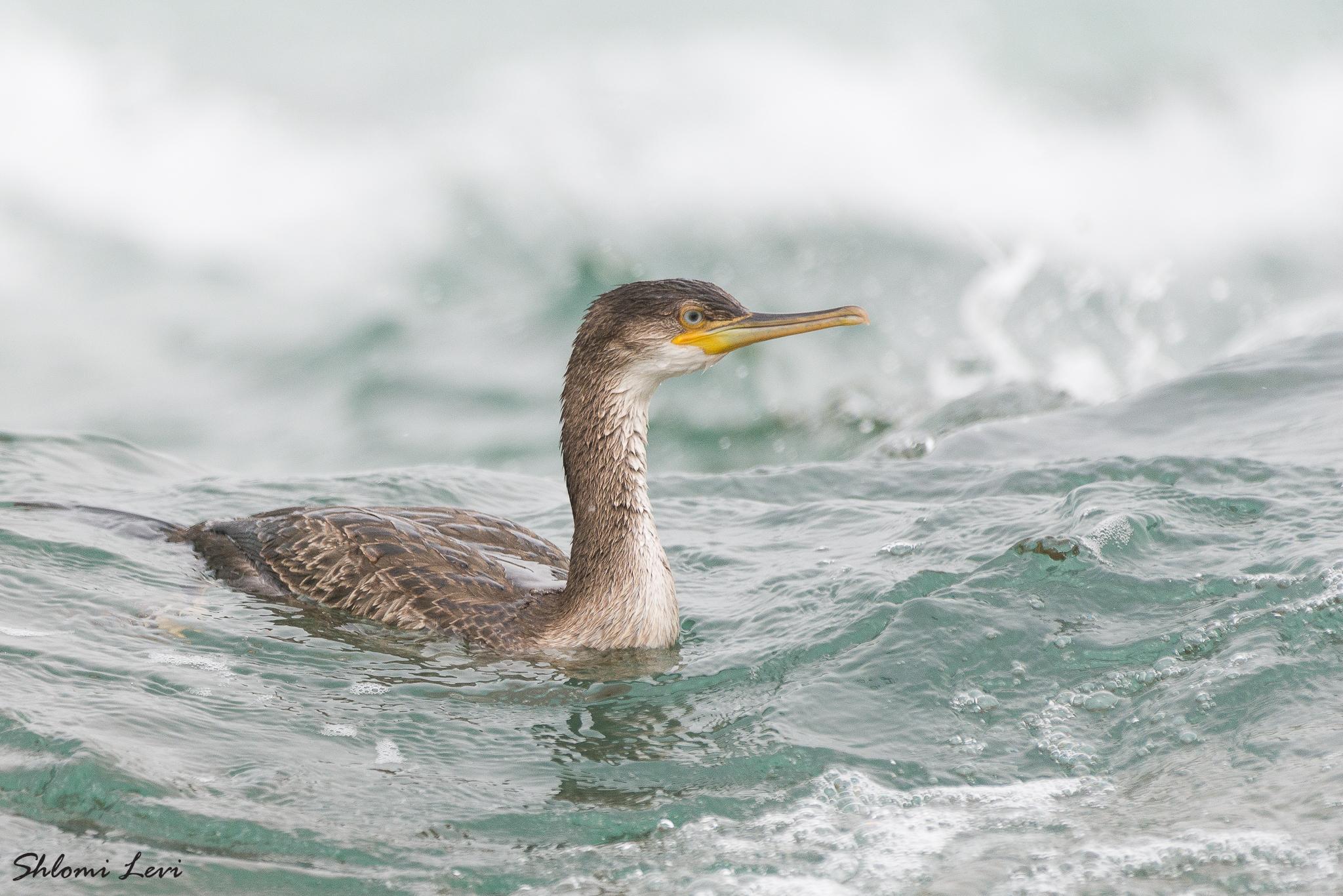Cormorán moñudo