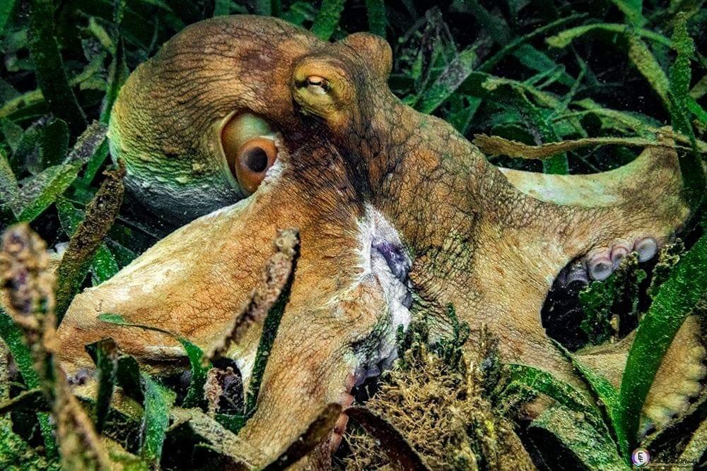 Brazilian Reef Octopus