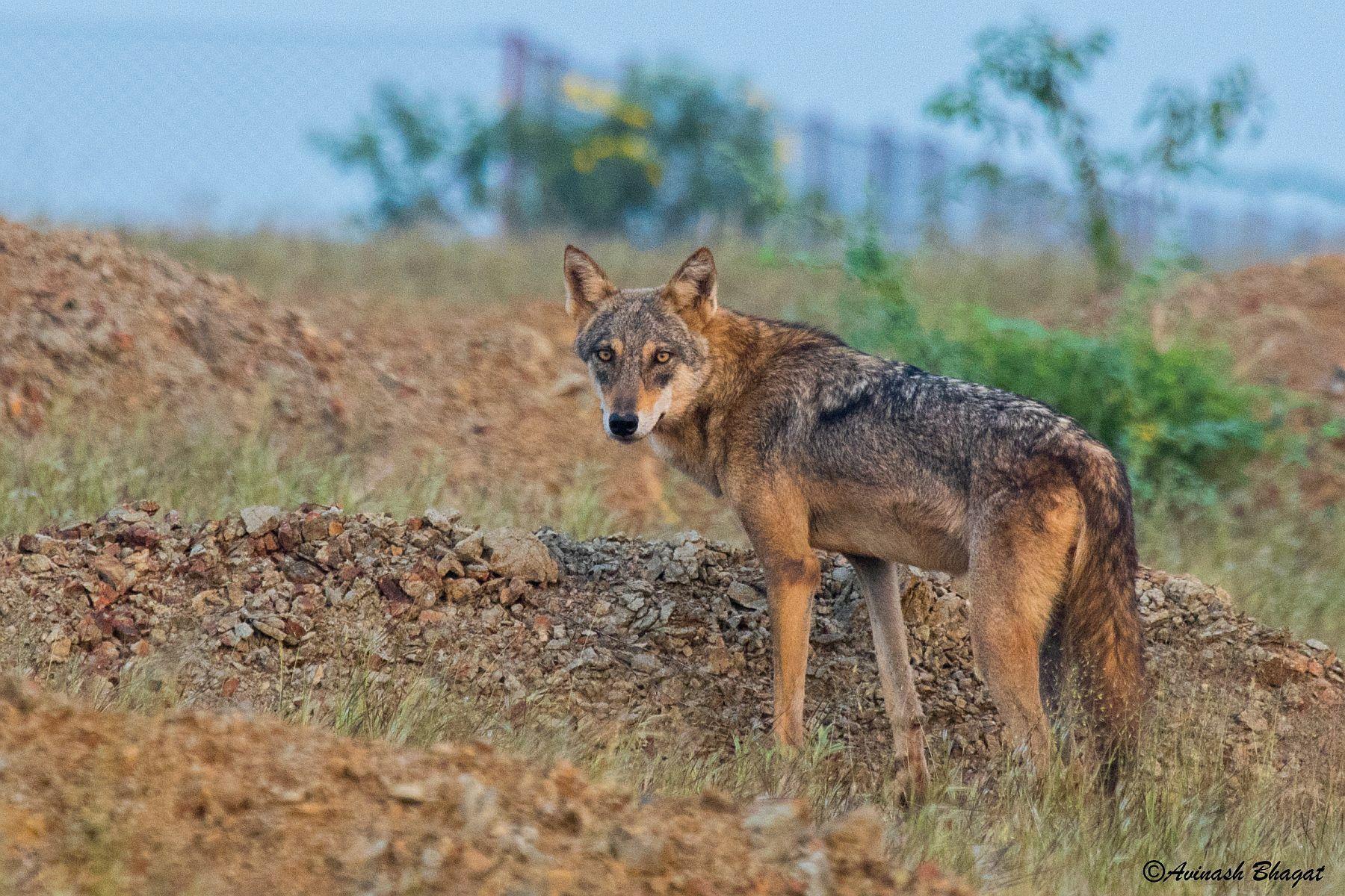 Lobo gris