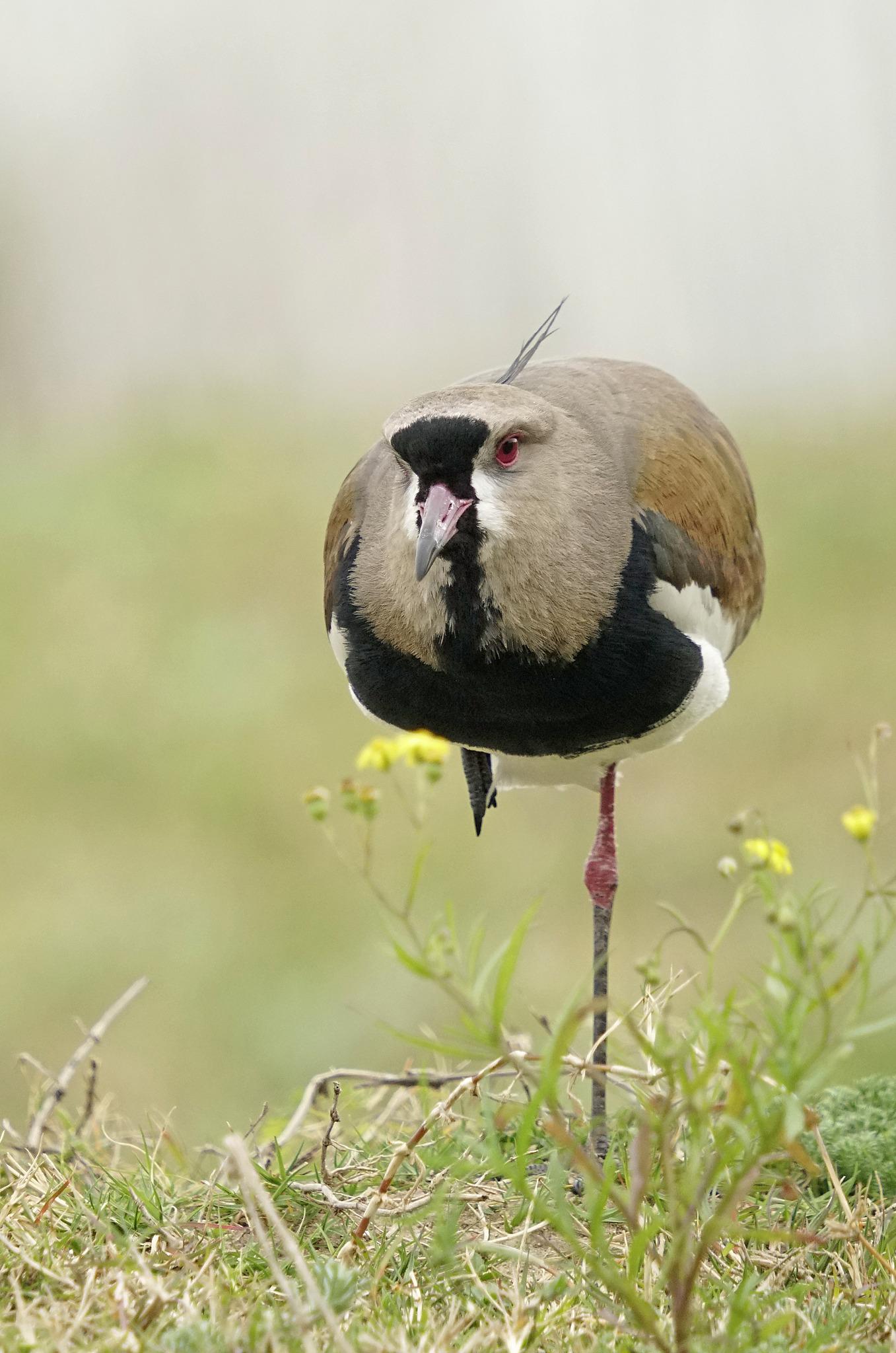 Southern Lapwing
