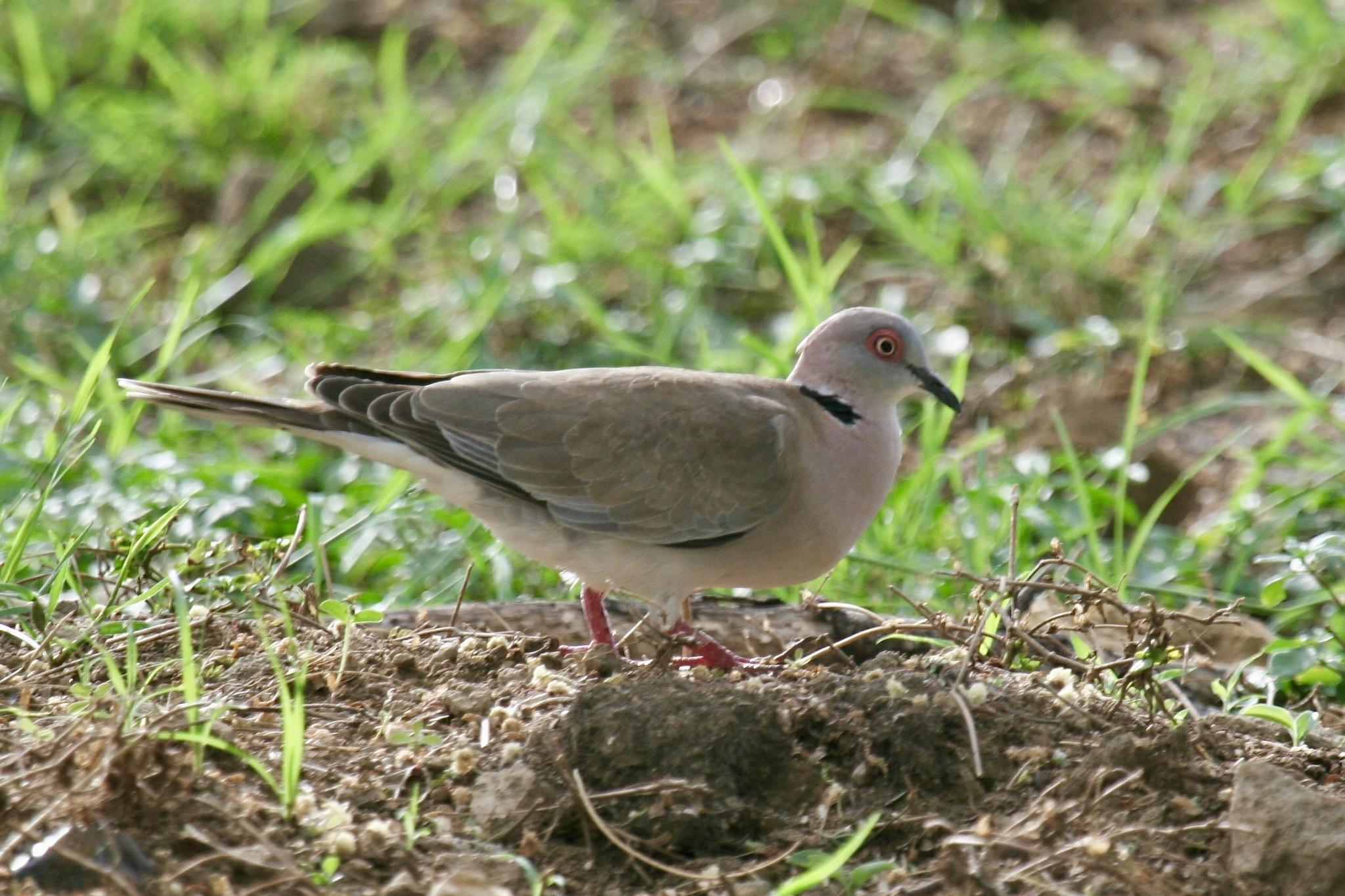 Mourning Collared Dove