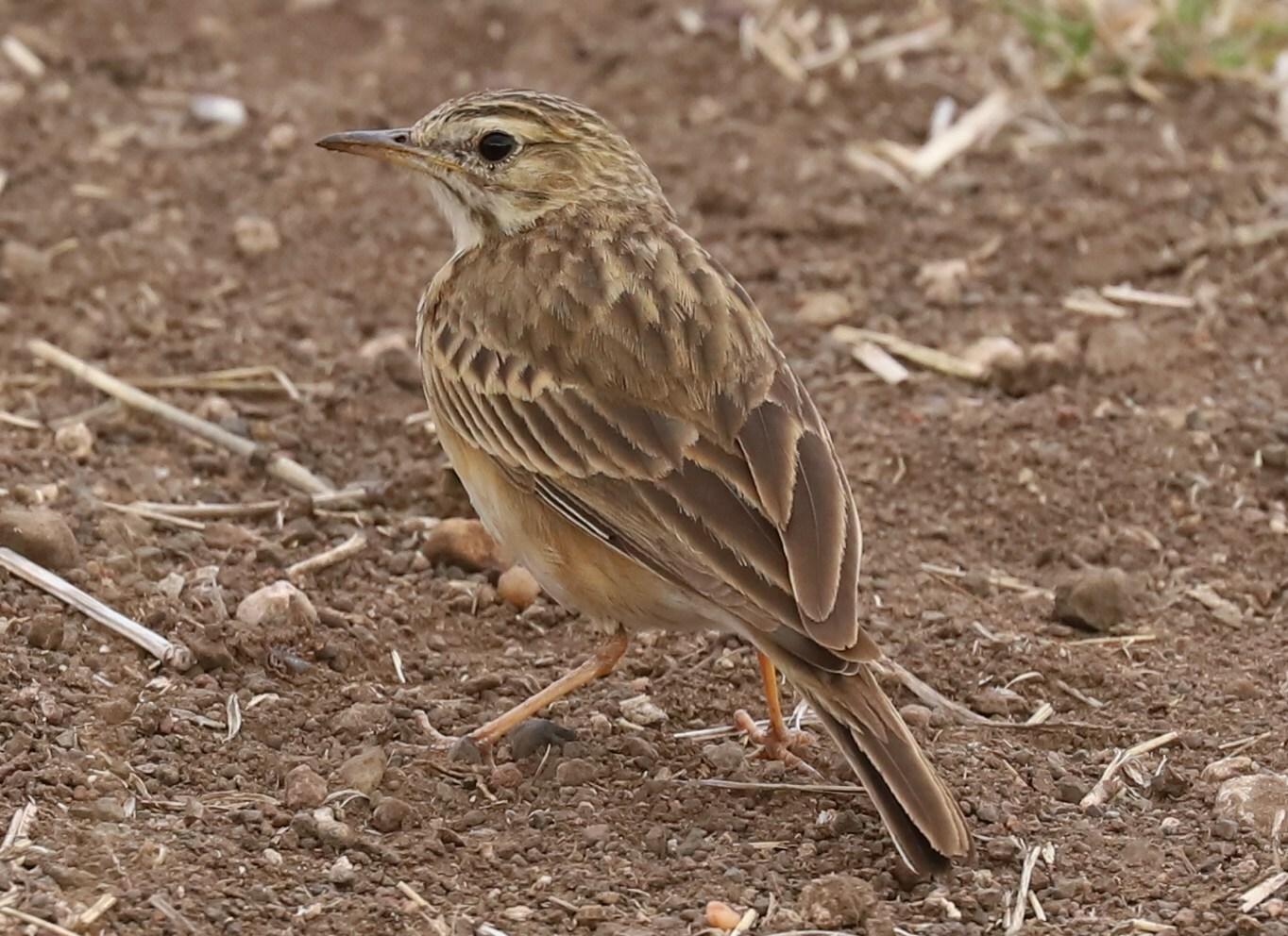 Bisbita Africano