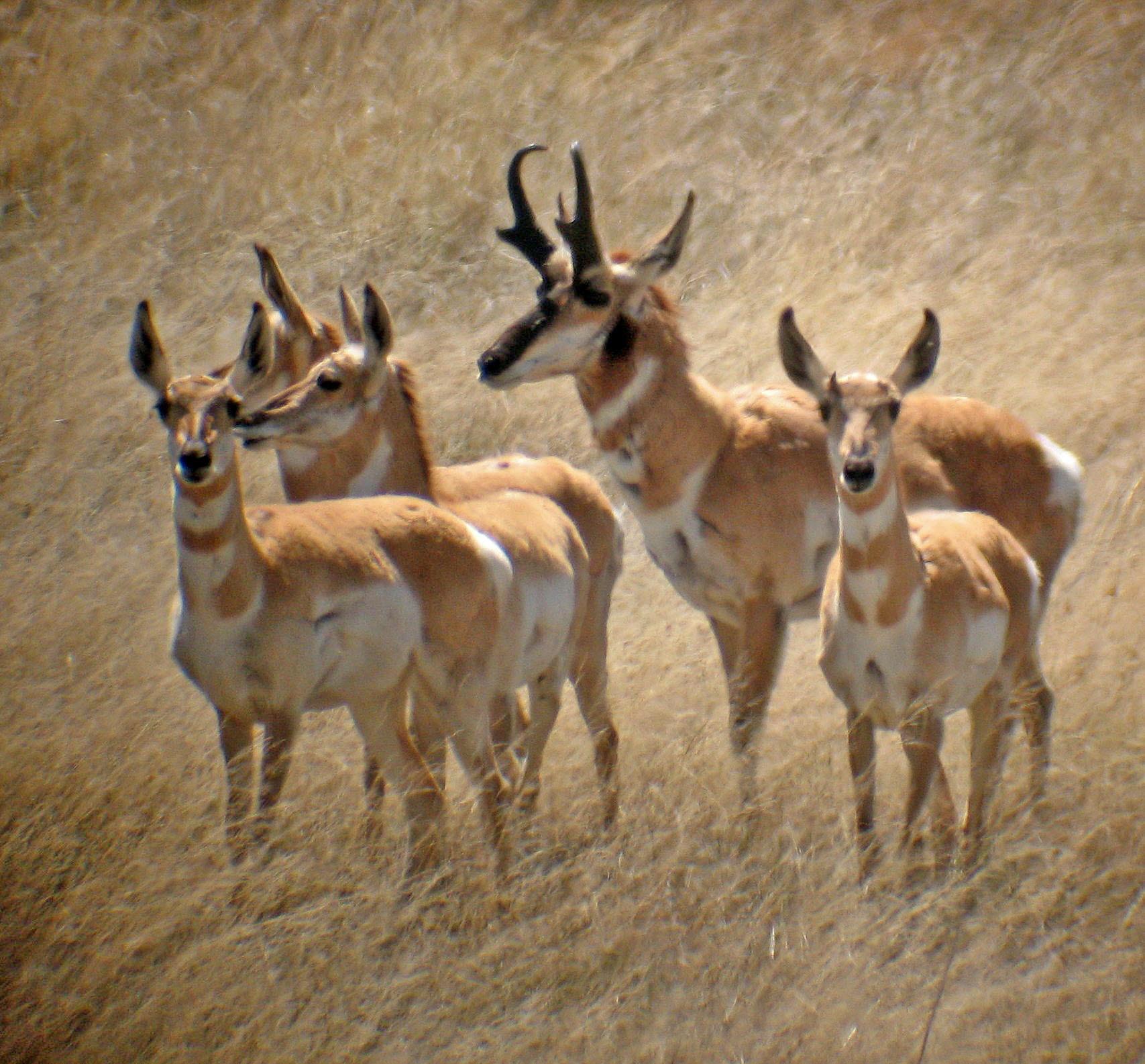 Rumiantes