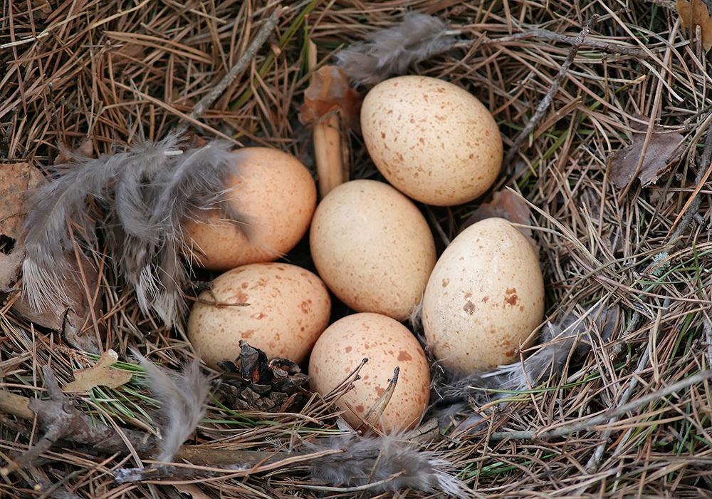 Urogallo Común