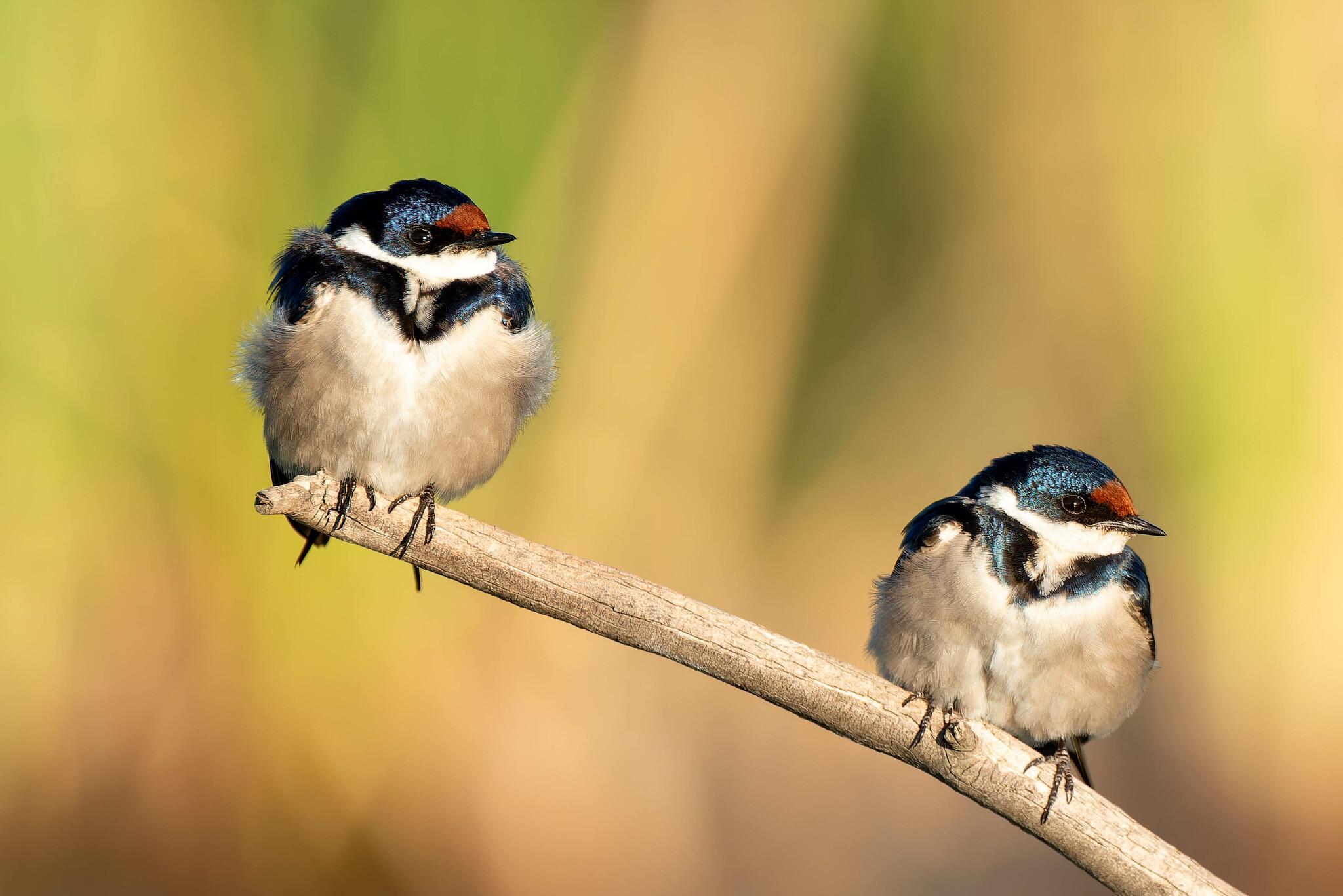 Golondrina Gorgiblanca