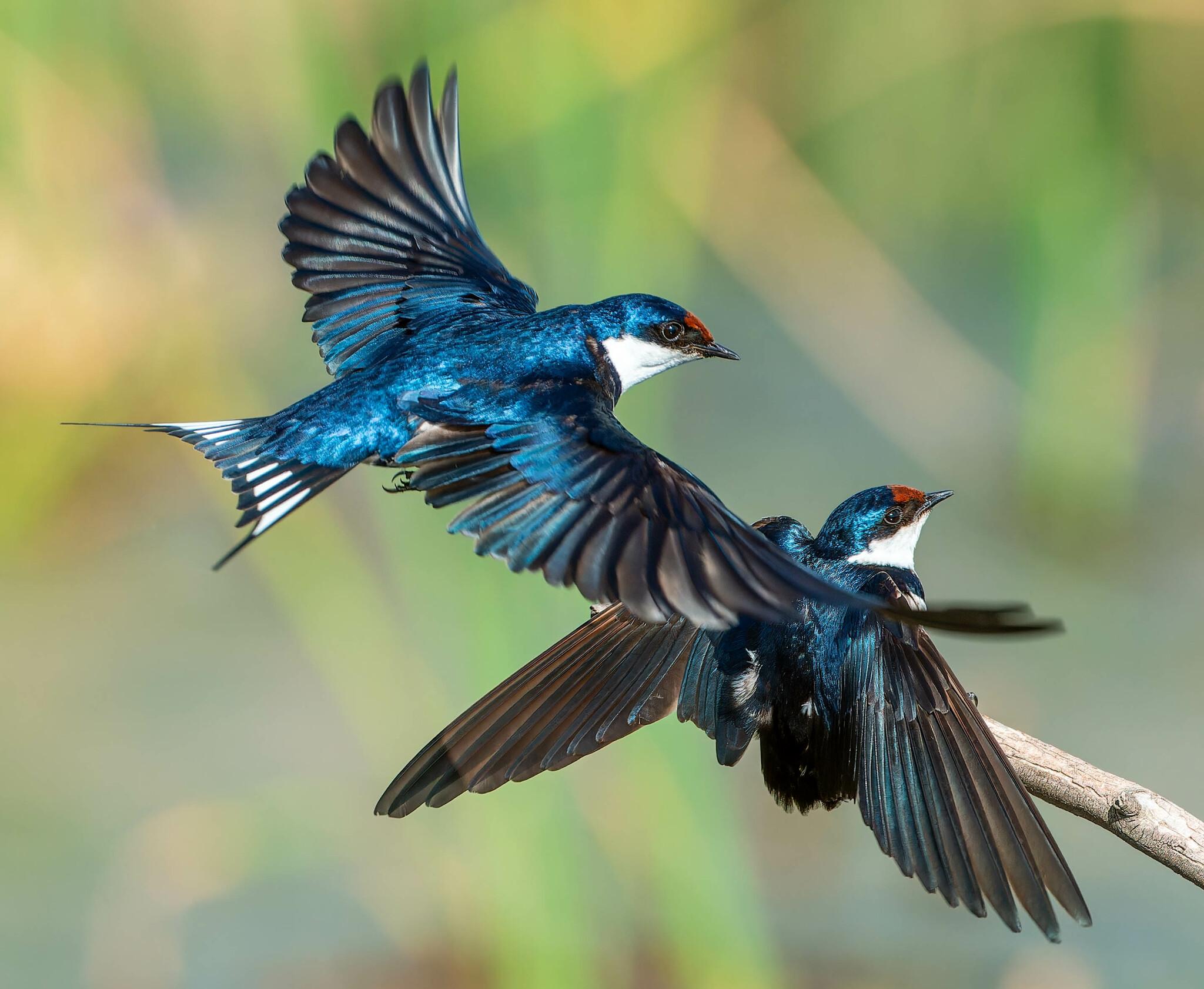 Golondrina Gorgiblanca