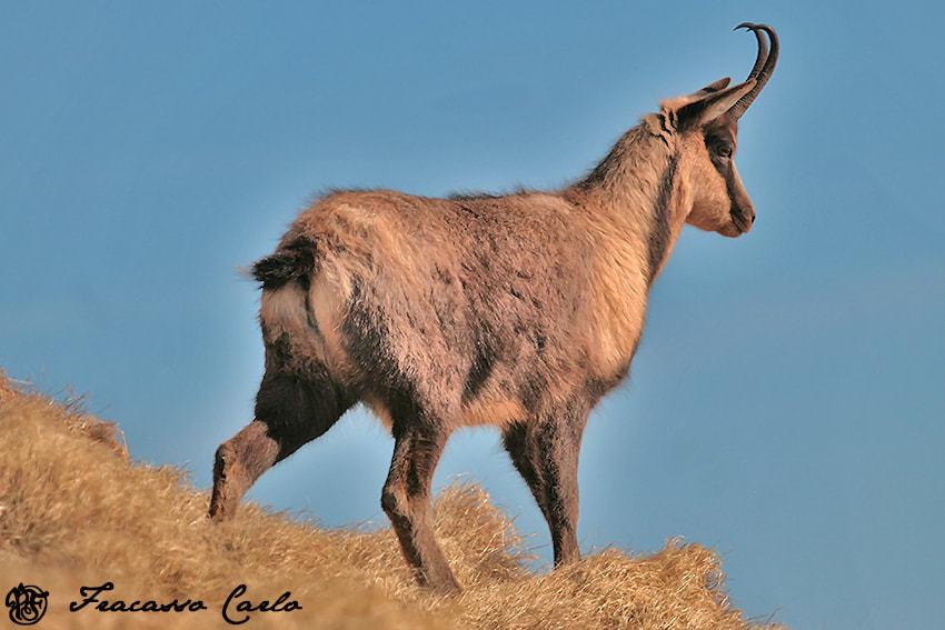 Gamuza De Los Abruzzos
