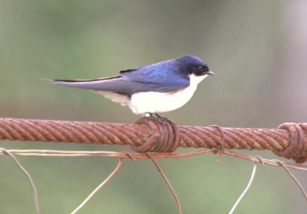 Golondrina Perlada