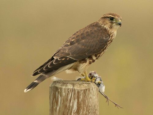 Halcón esmerejón
