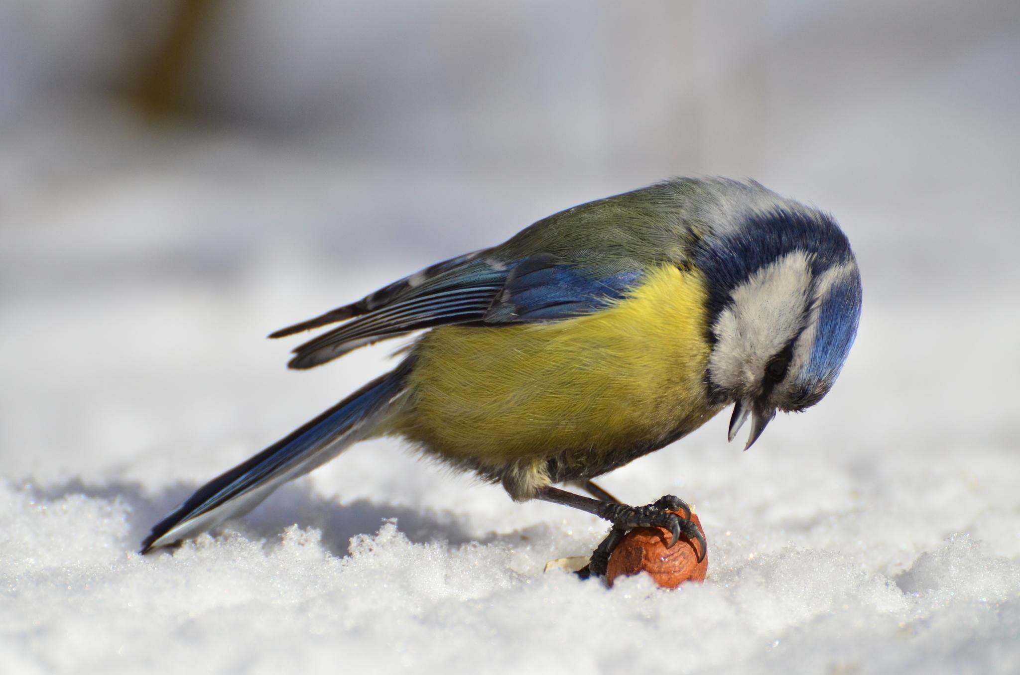 Eurasian Blue Tit