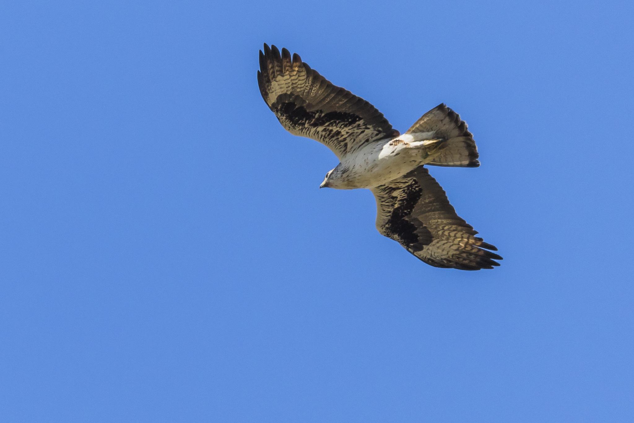 Águila perdicera