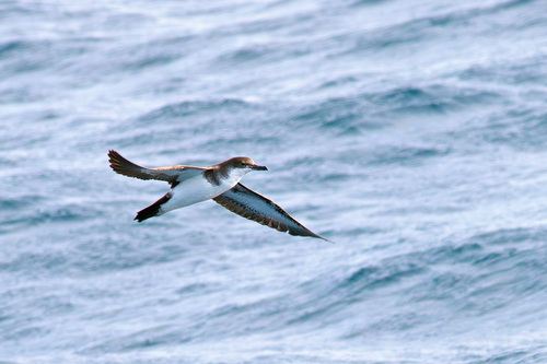 Puffinus bailloni