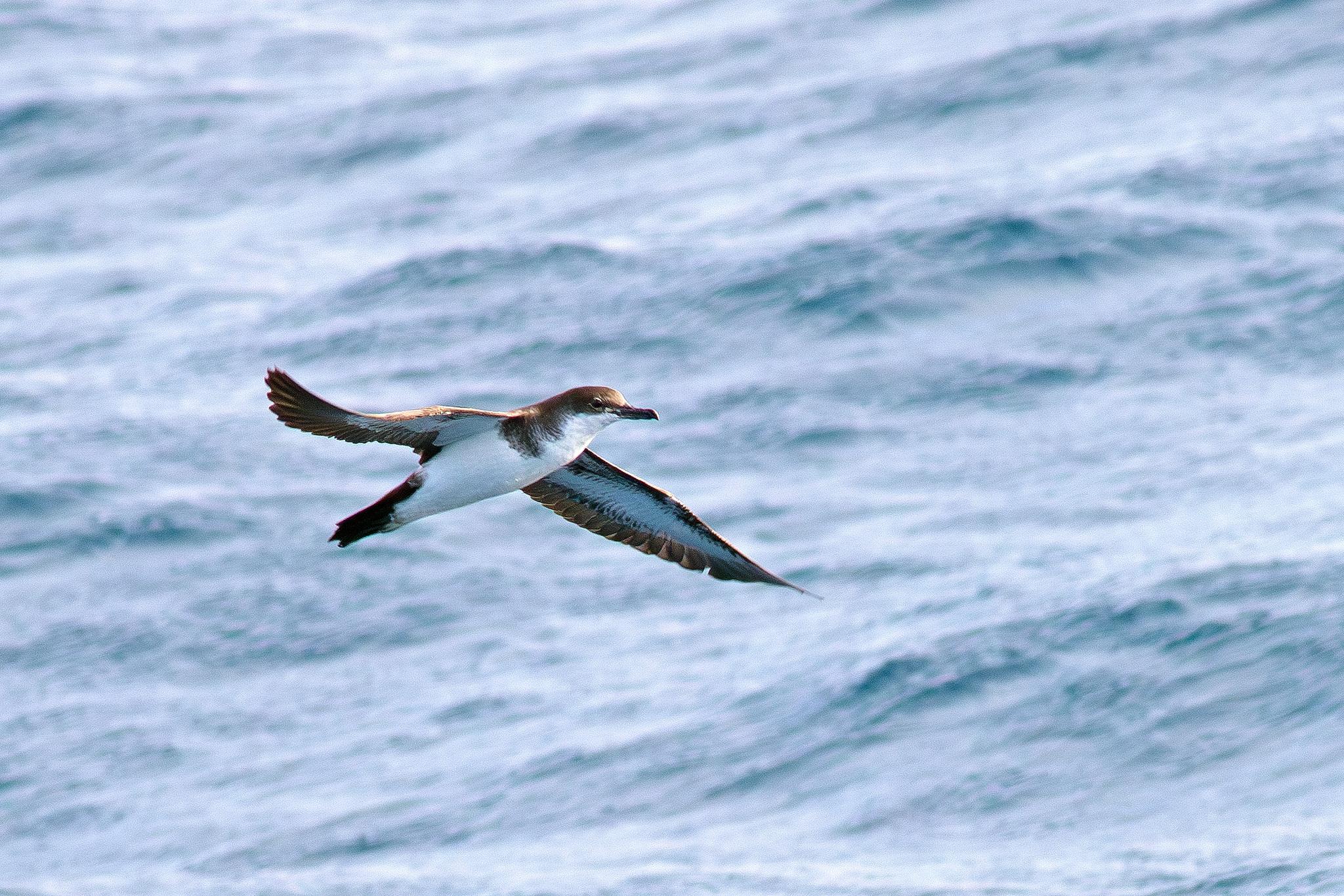 Puffinus bailloni