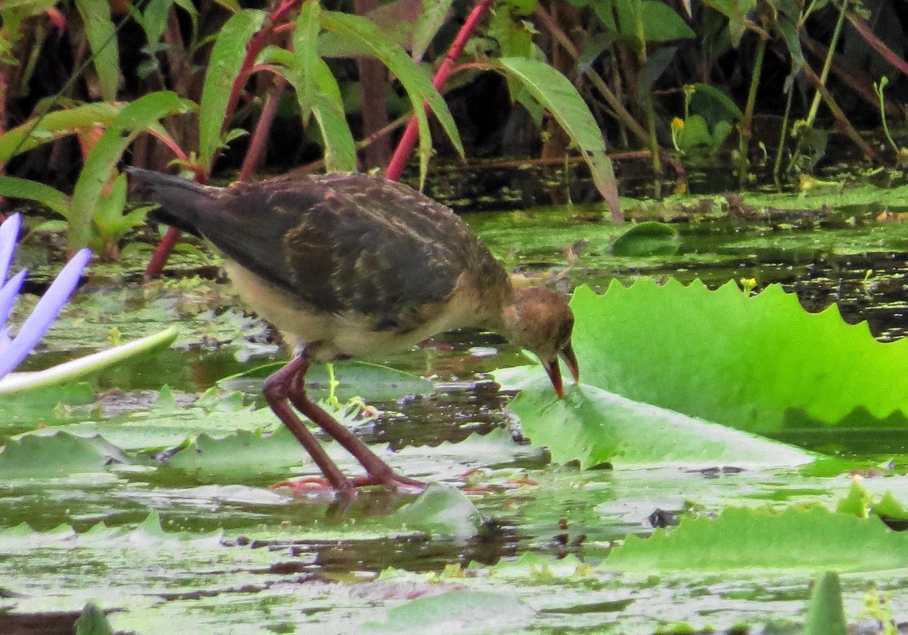 Pollona Africana