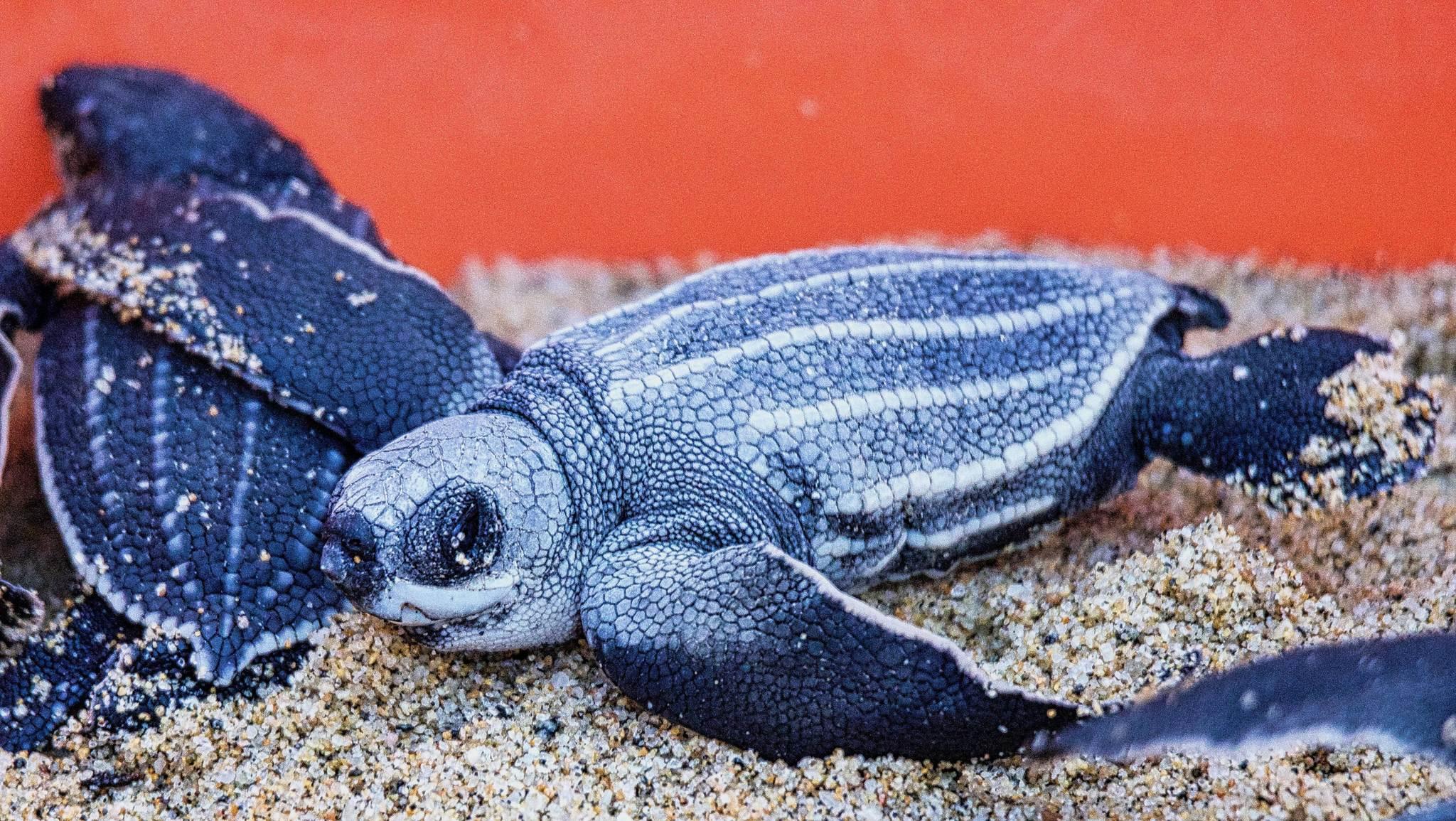 Tortuga Laúd