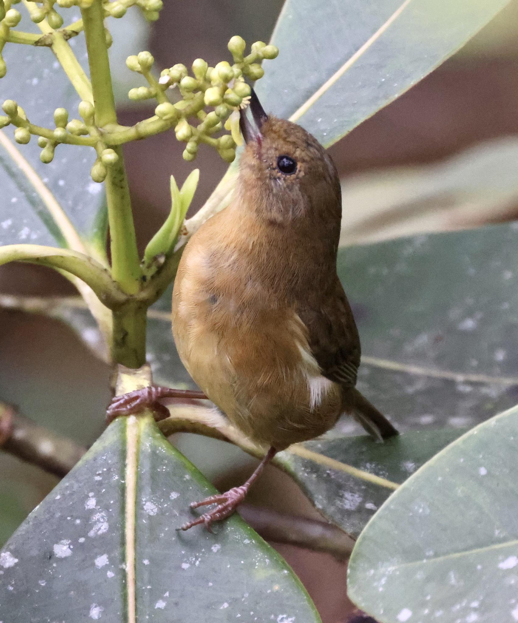 White-sided Flowerpiercer