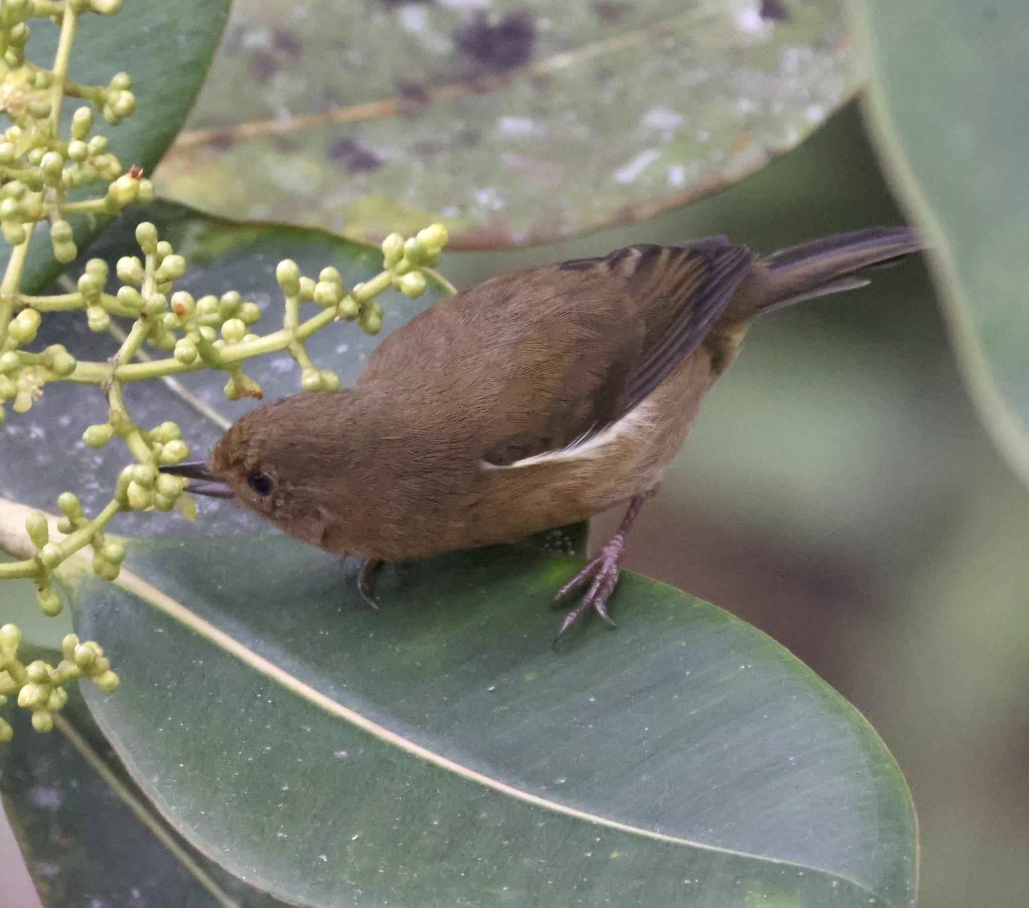 White-sided Flowerpiercer