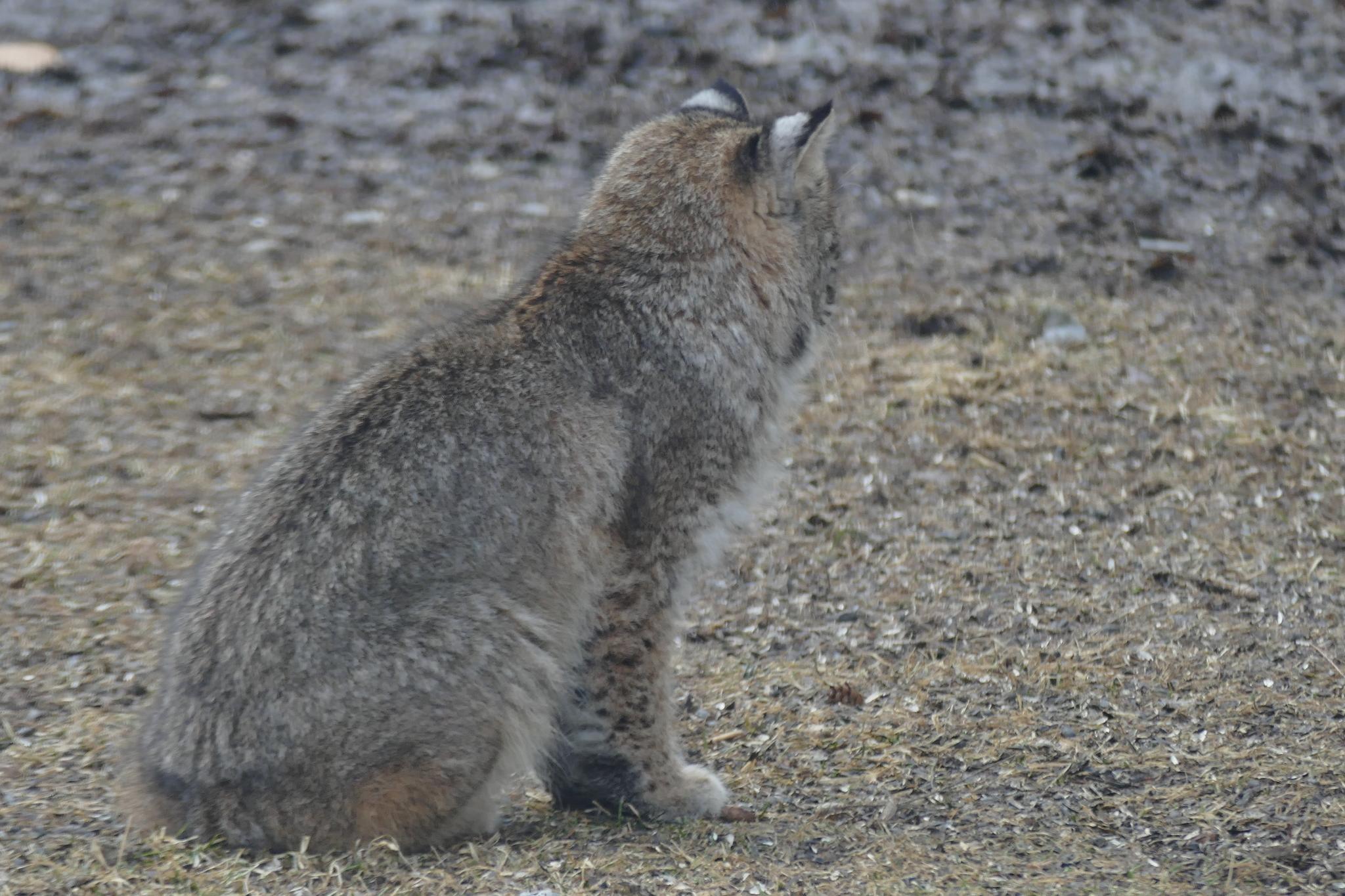 Bobcat