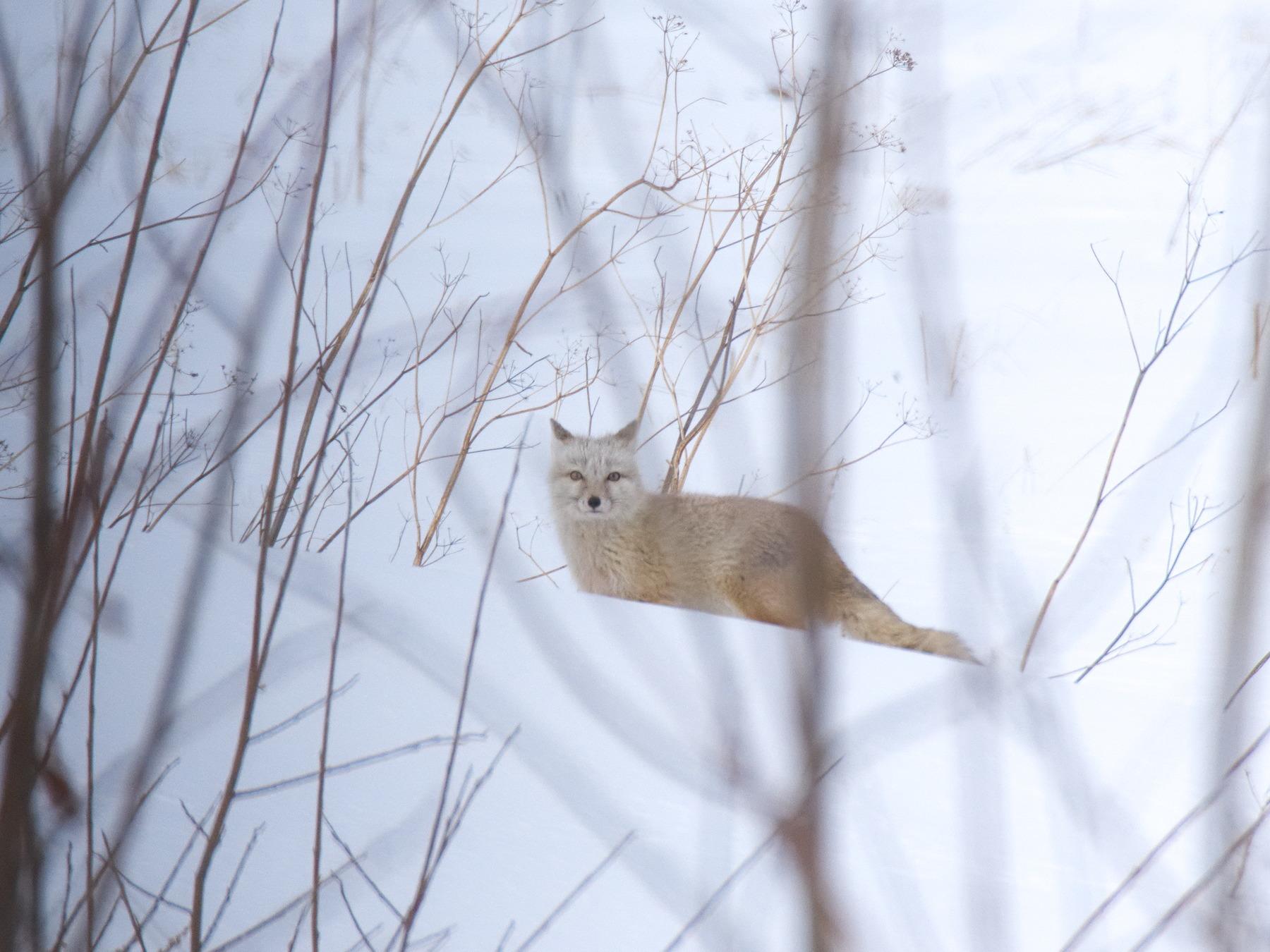 Corsac Fox