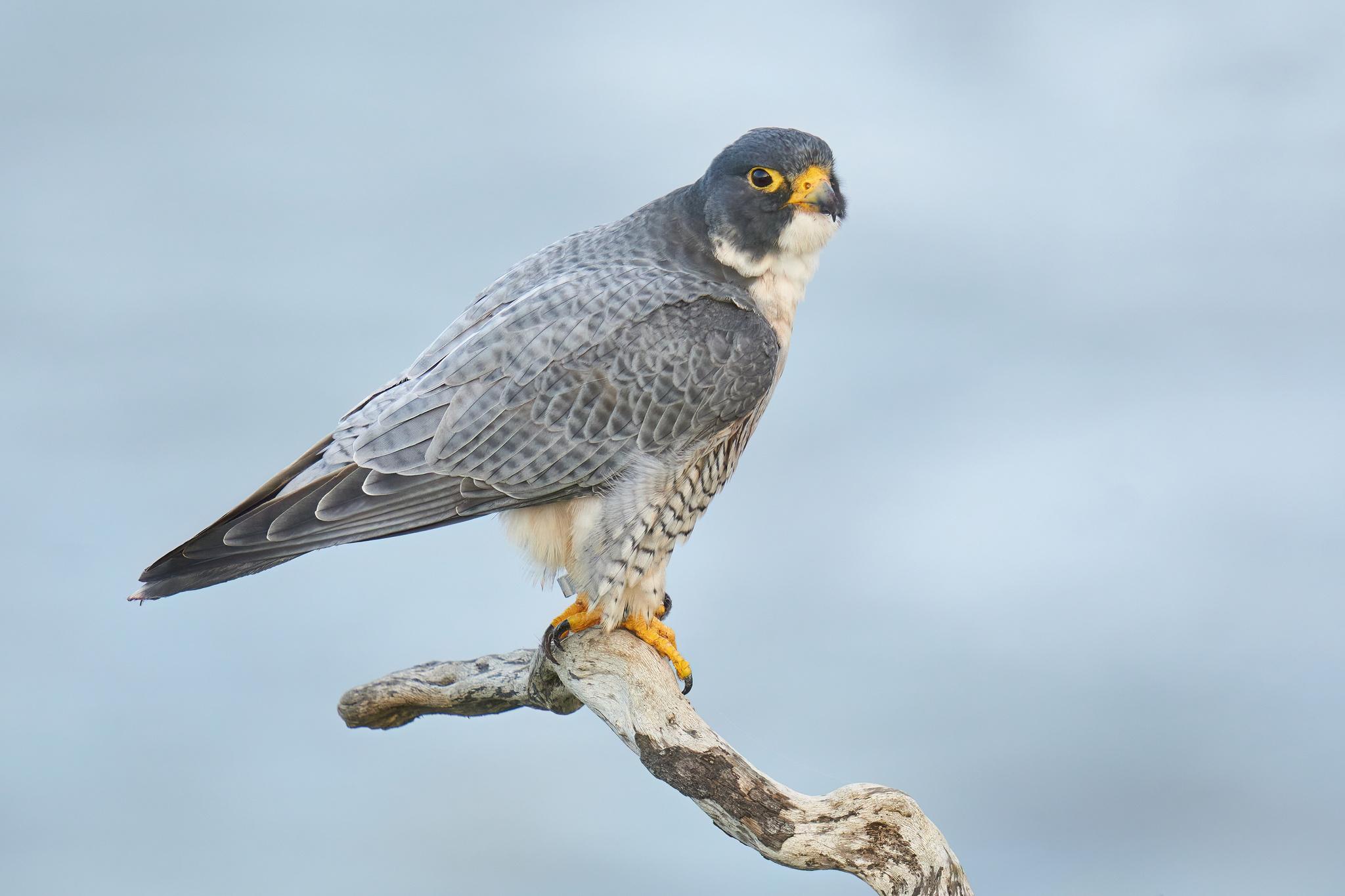 Halcón Peregrino