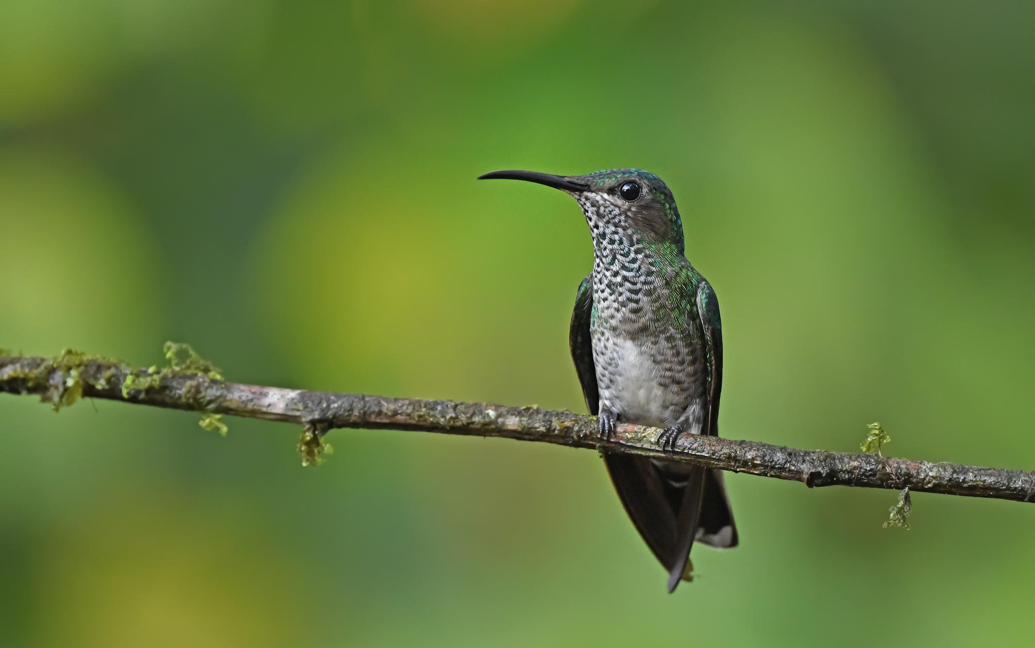 White-necked Jacobin