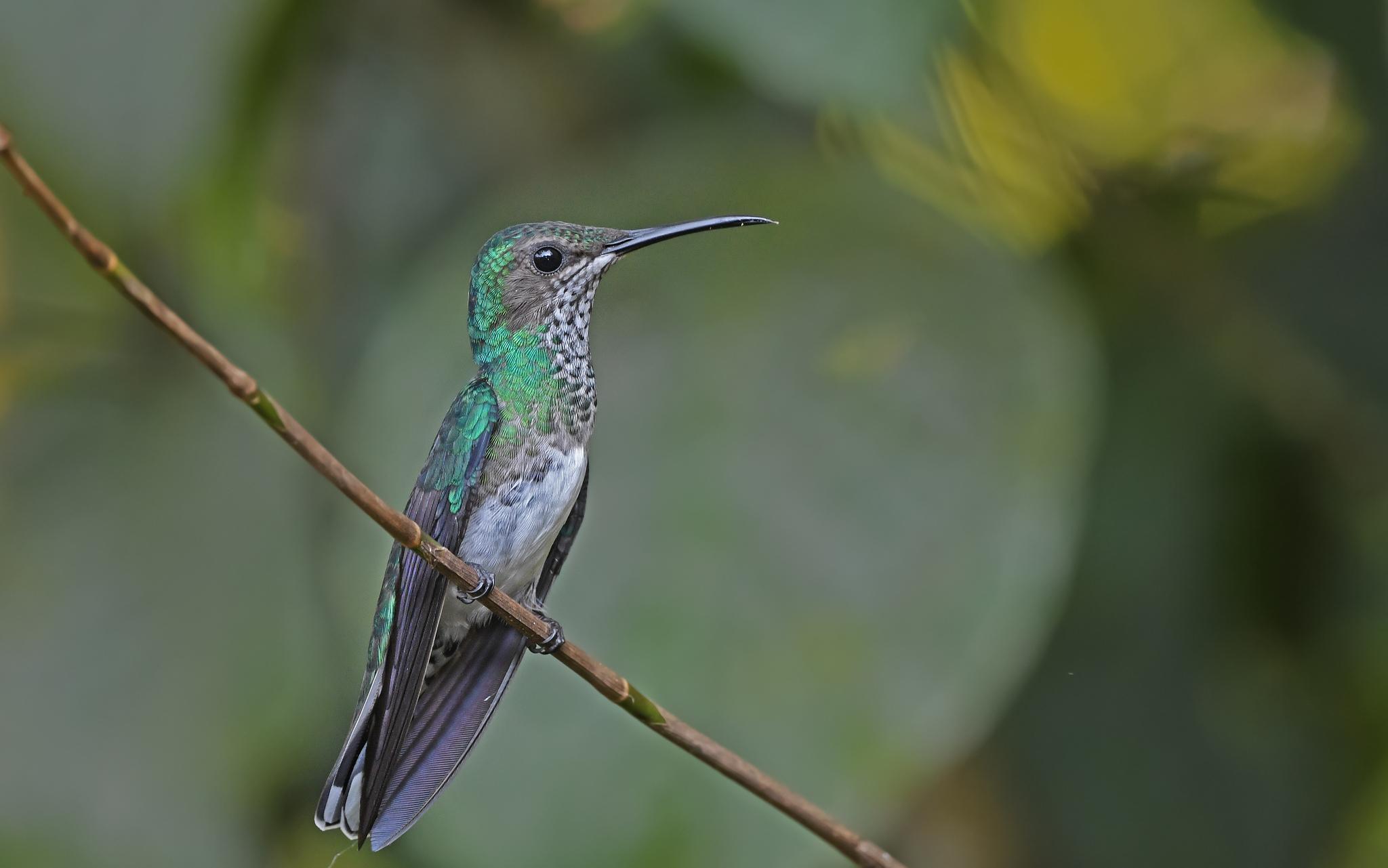 White-necked Jacobin