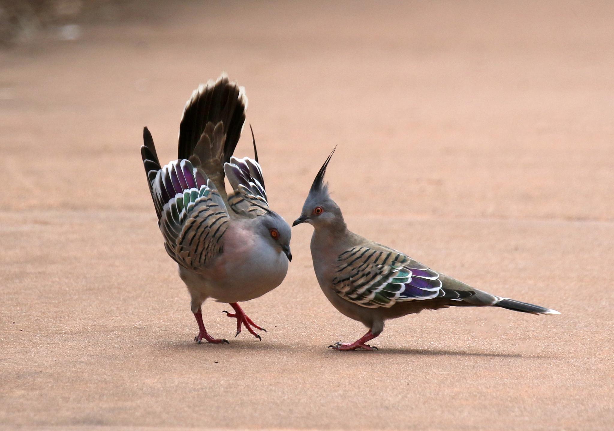 Palomas, tortolitas y coquitas