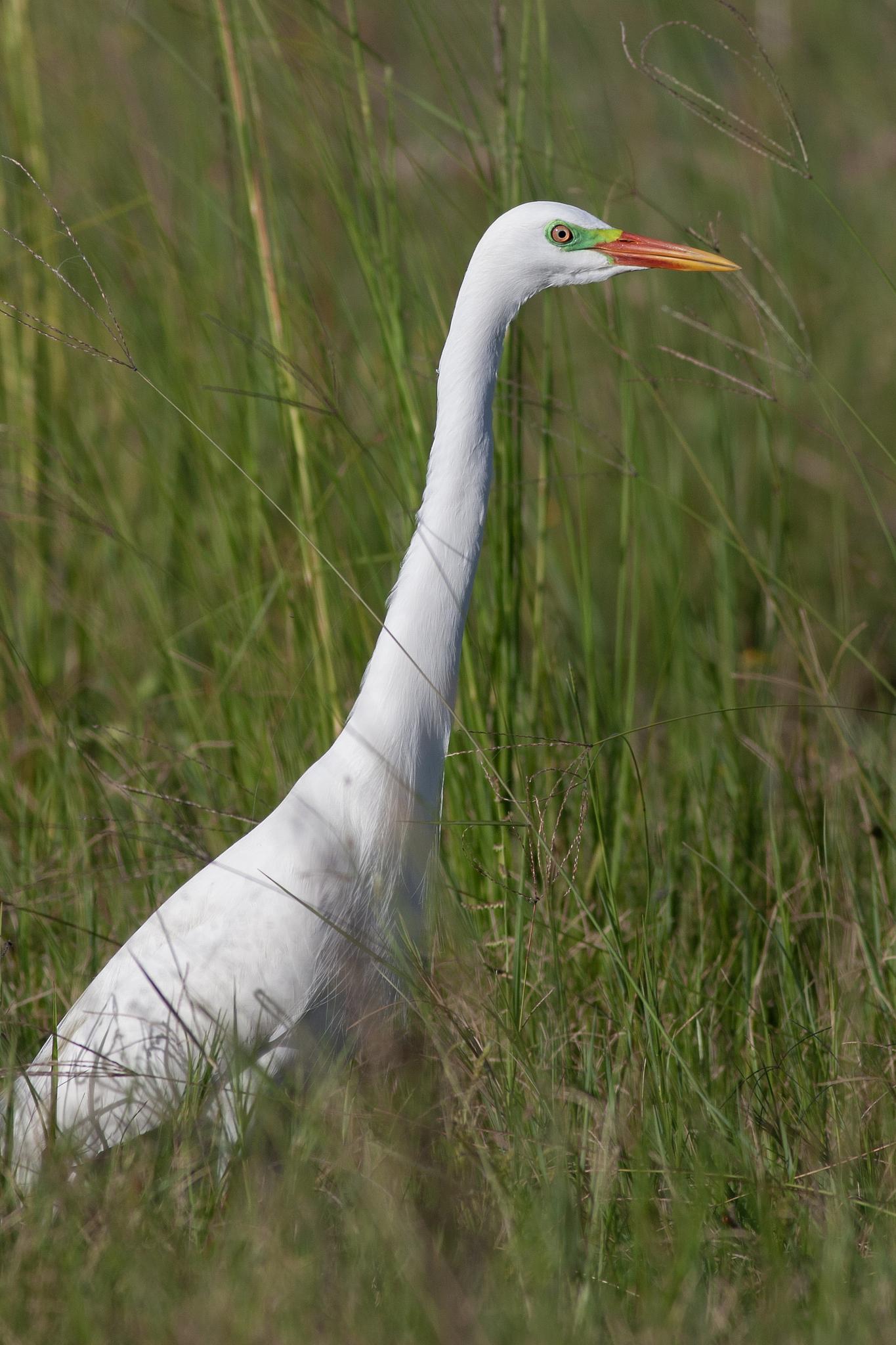 Yellow-billed Egret