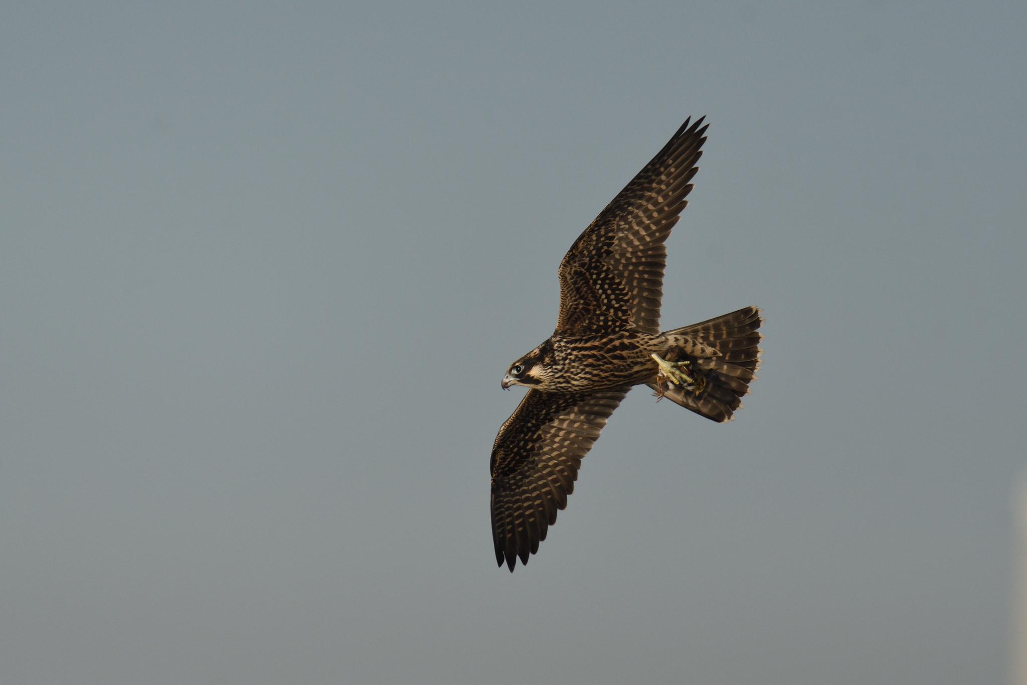 Halcón Peregrino