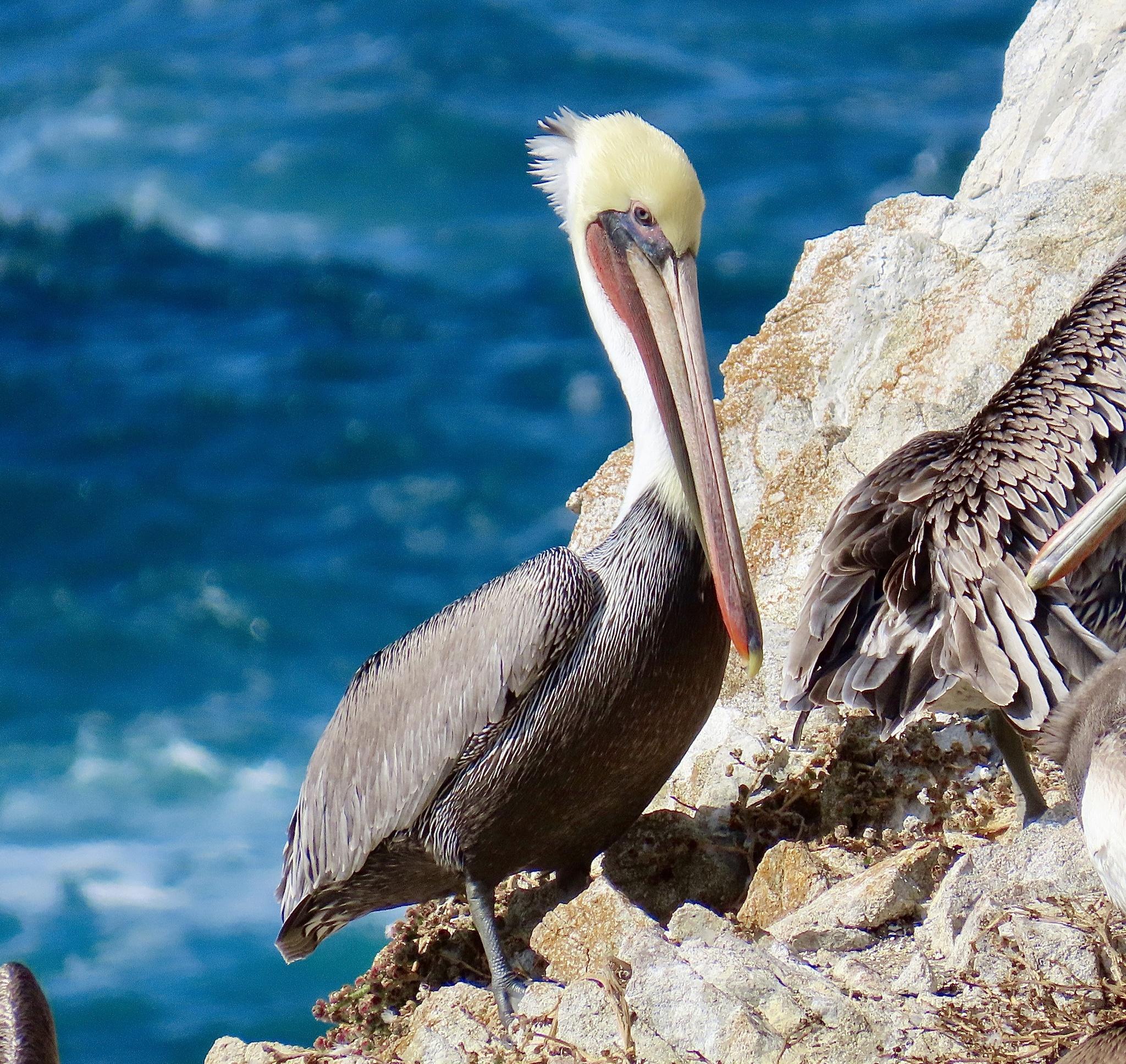 Pelícanos, garzas, ibis y parientes